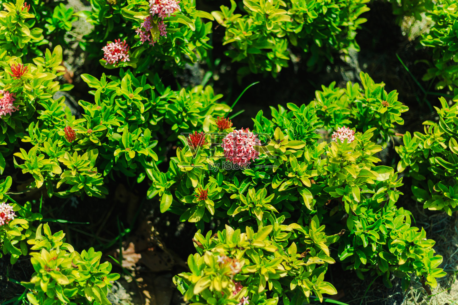 花园里有绿色的灌木和白色的小花照片摄影图片