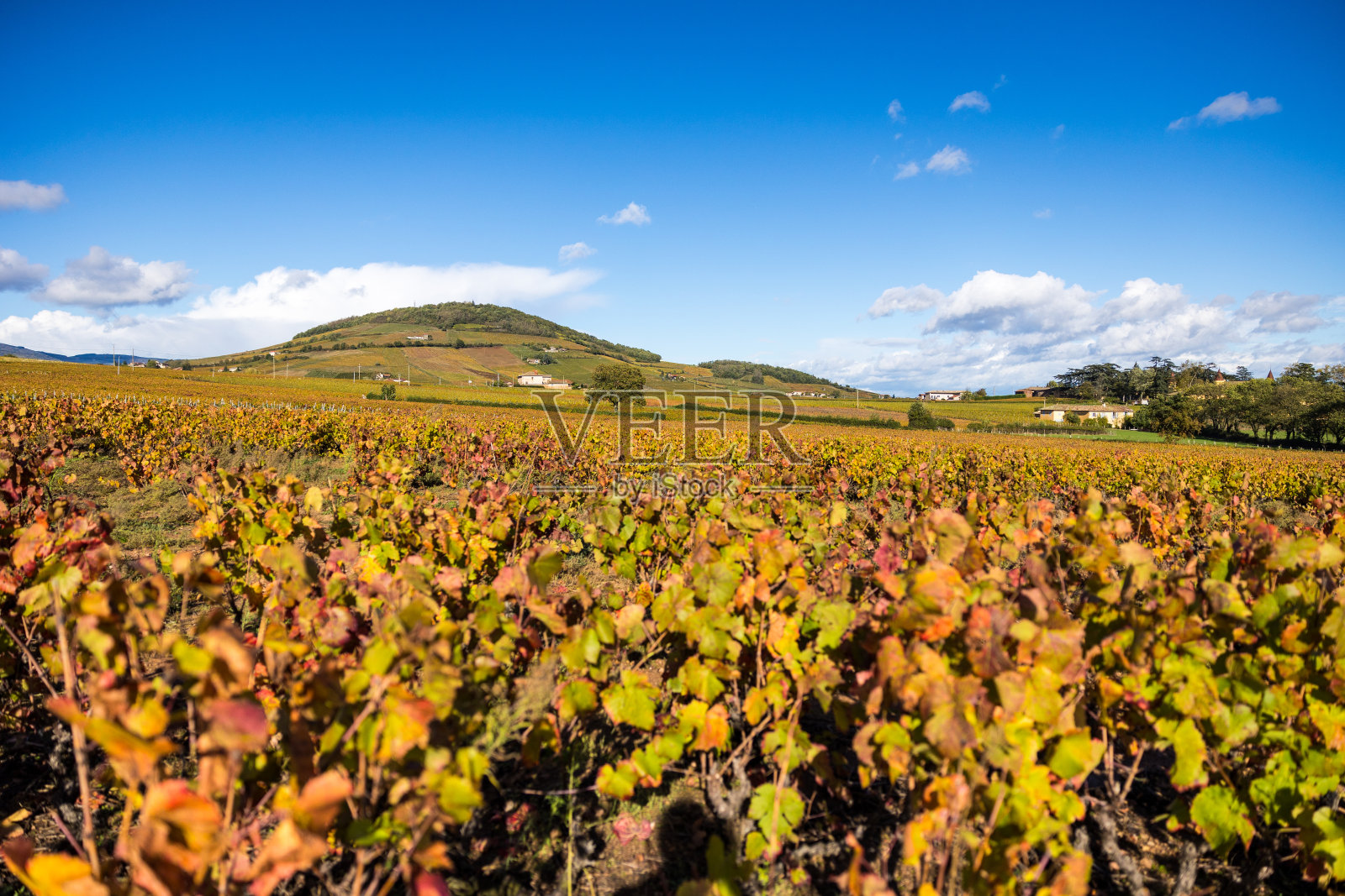 布鲁伊山及其葡萄园出产博若莱最好的葡萄酒照片摄影图片