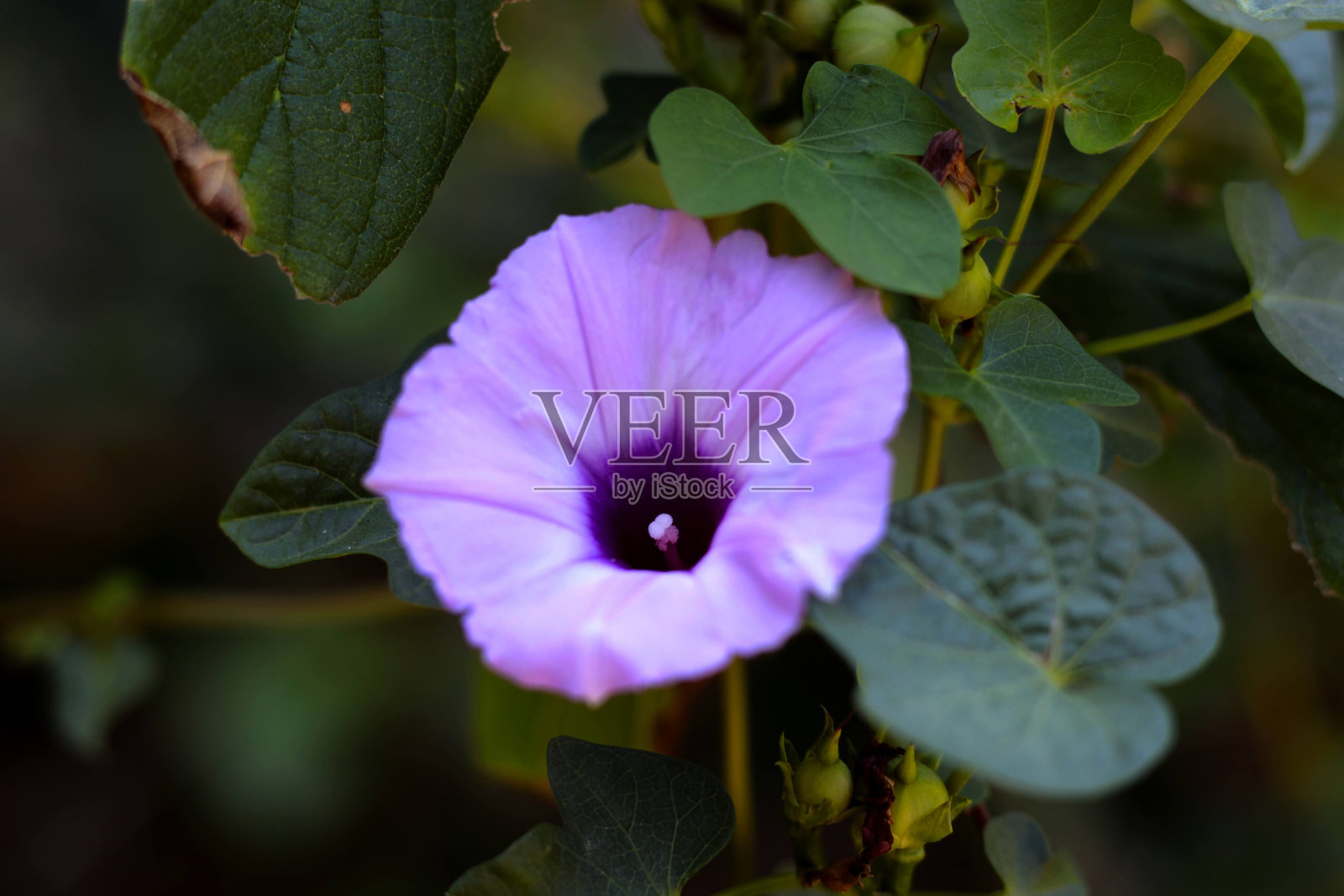 牵牛花照片摄影图片