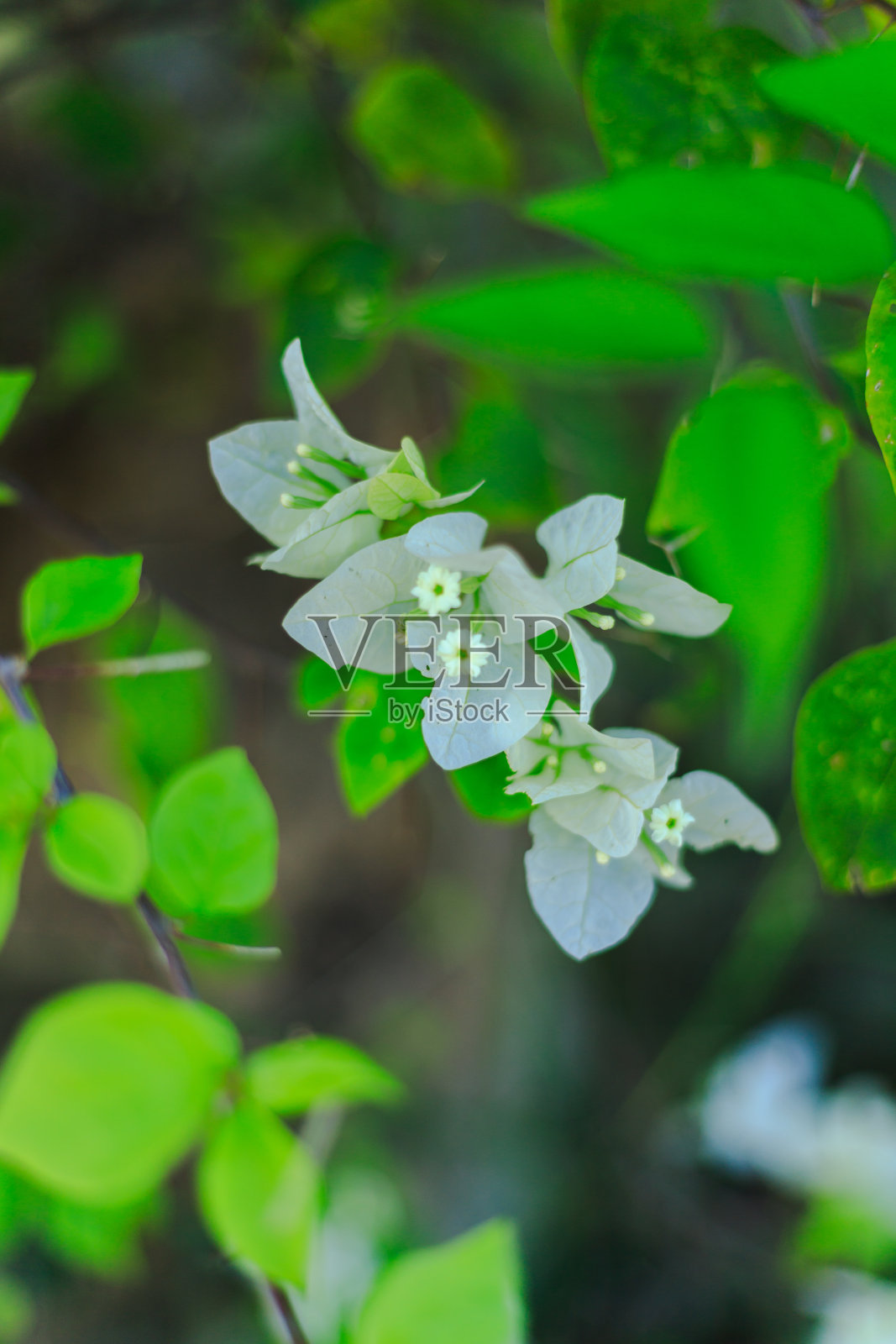 花园里有绿色的灌木和白色的小花照片摄影图片