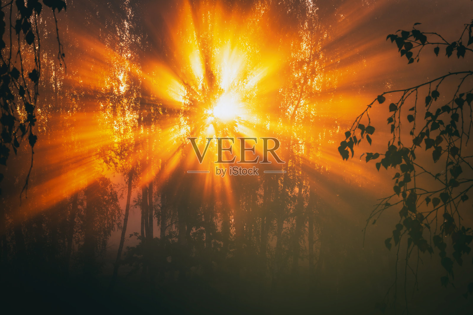 秋天的日出，阳光在雾气中穿透树木。复古电影美学。照片摄影图片