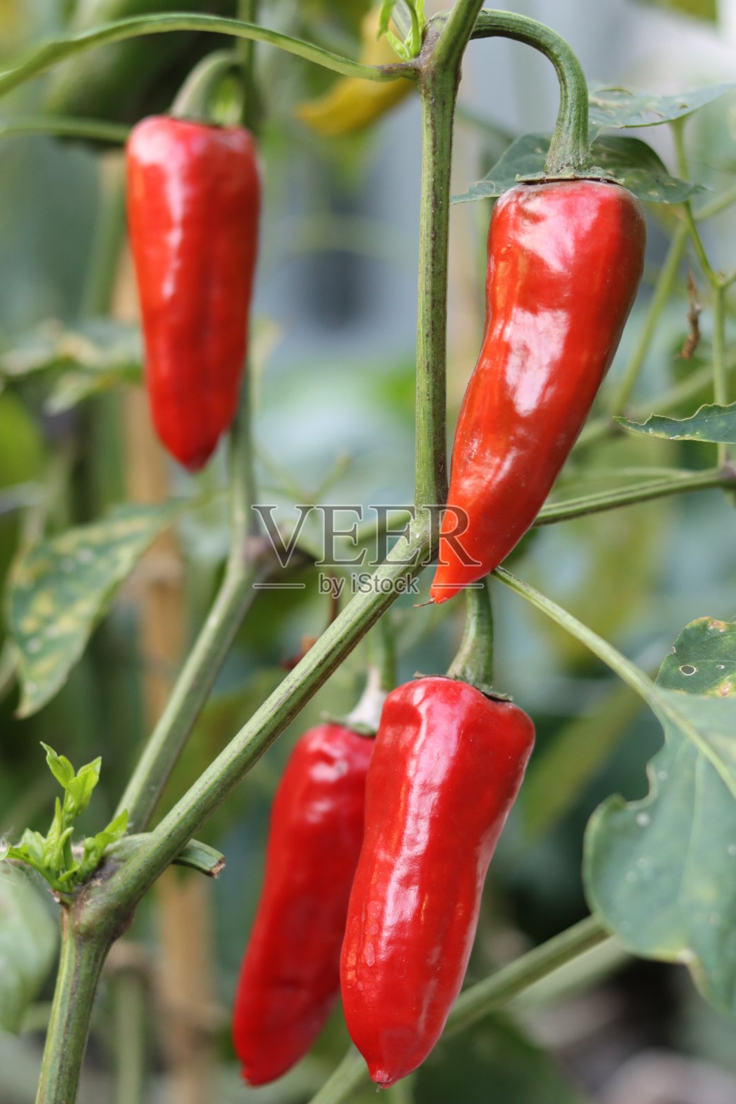 温室里生长的鲜红辣椒特写照片摄影图片