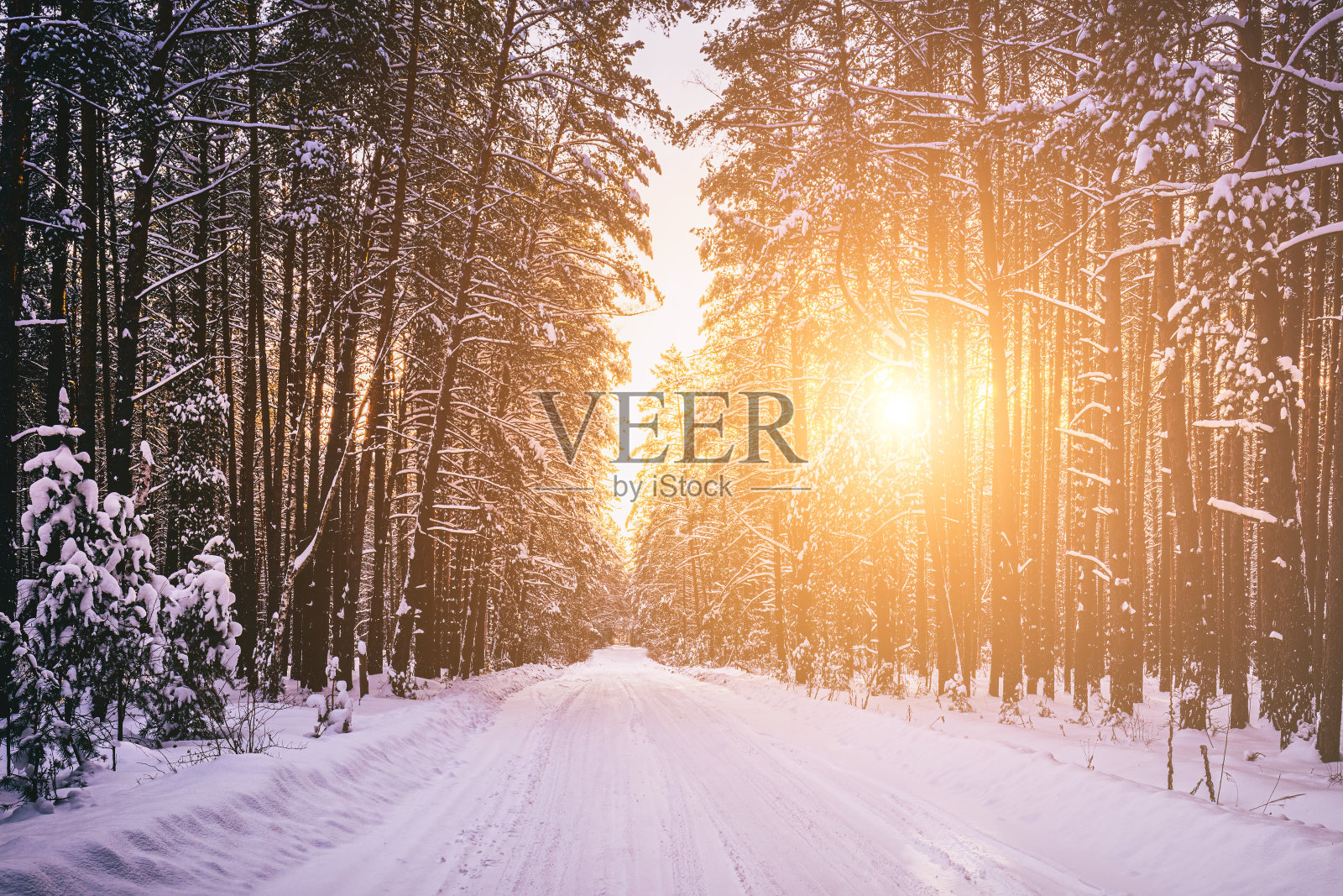 在一个阳光明媚的日子里，汽车穿过一片白雪覆盖的松林。路旁的松树。复古电影美学。照片摄影图片