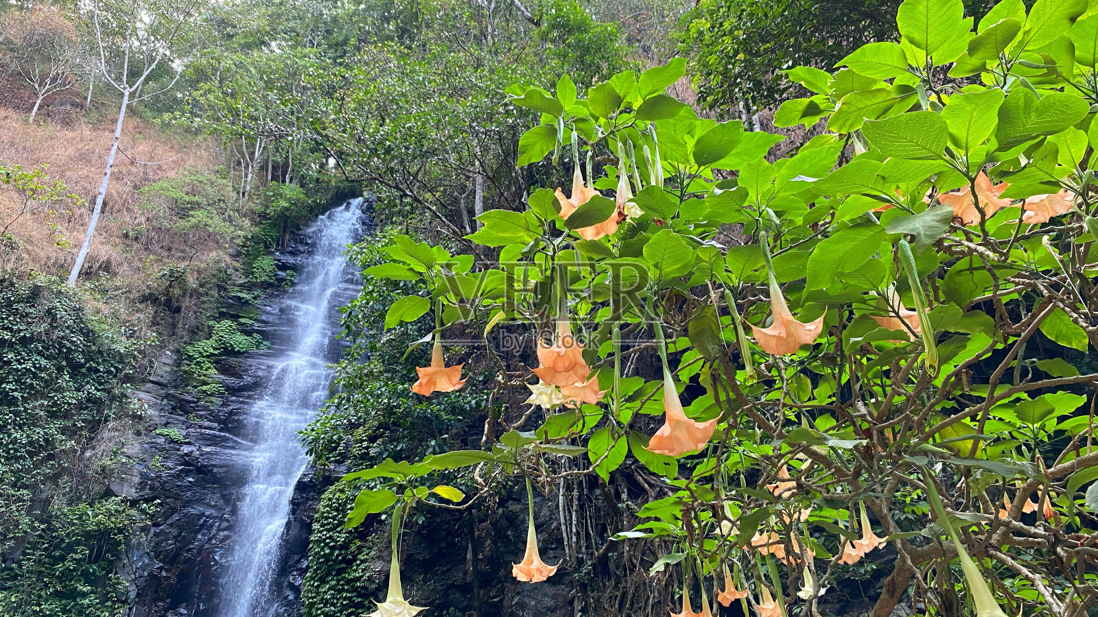 龙葵属是茄科7种开花植物的一个属。布鲁格曼花瀑布的背景。照片摄影图片