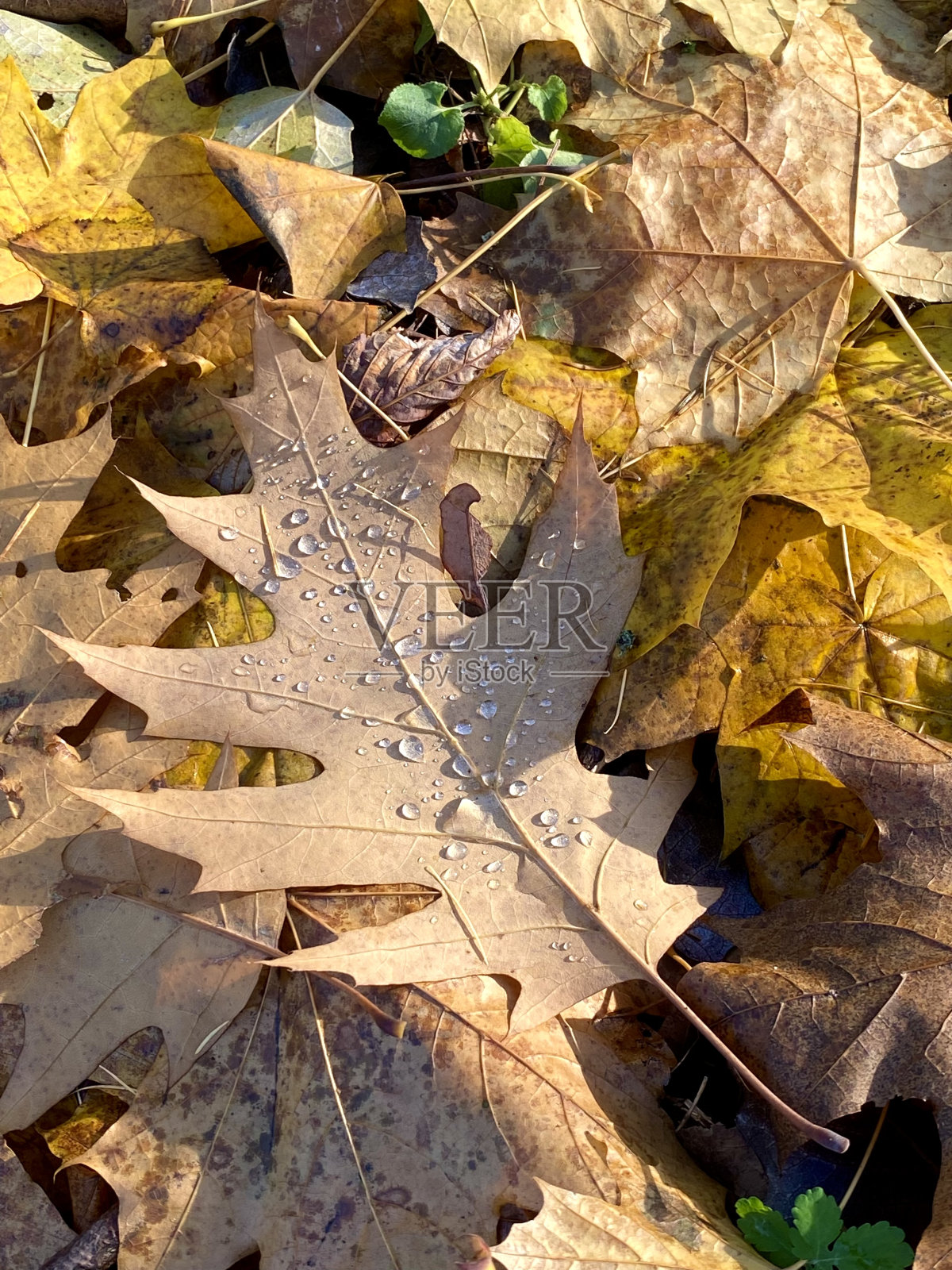 雨滴落在秋天的黄色橡树叶上照片摄影图片