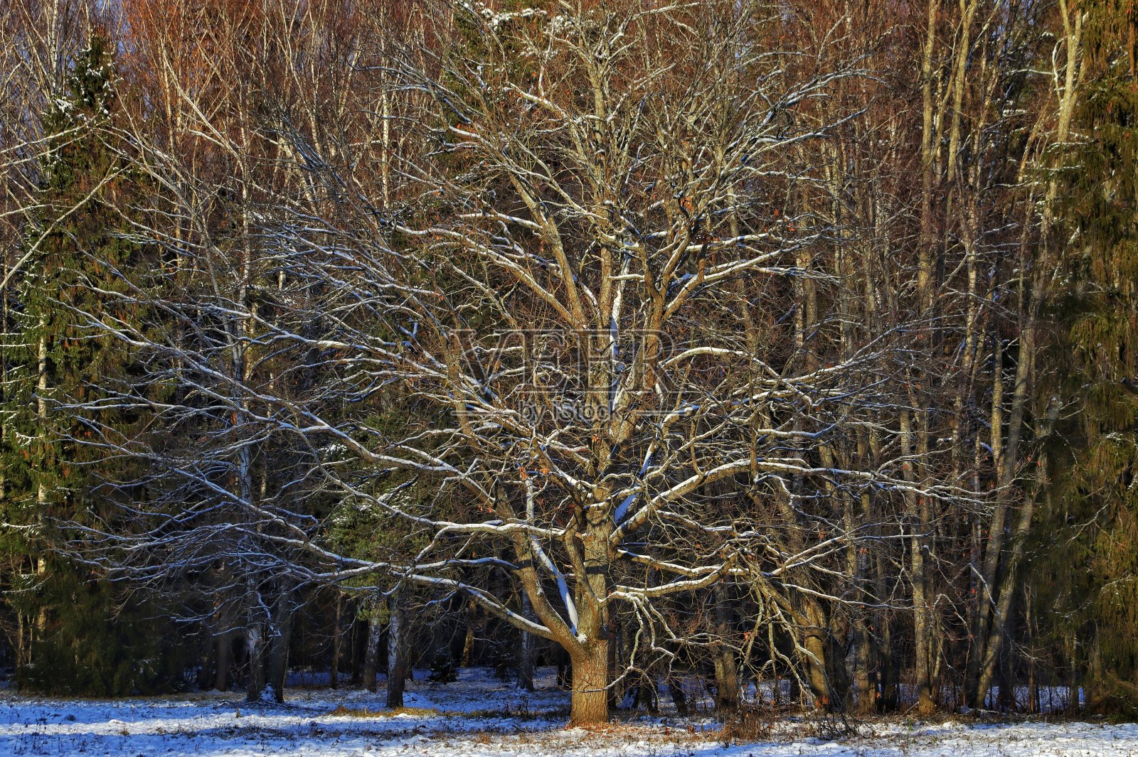 光秃秃的树映衬着公园里茂盛的冷杉树照片摄影图片
