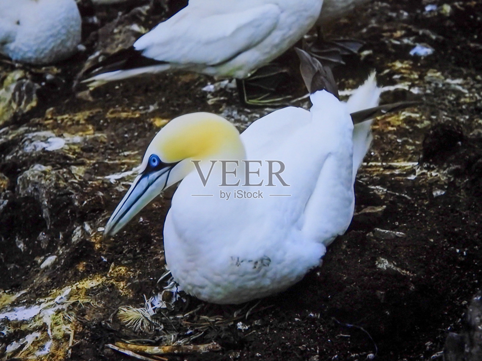 嵌套Gannat照片摄影图片