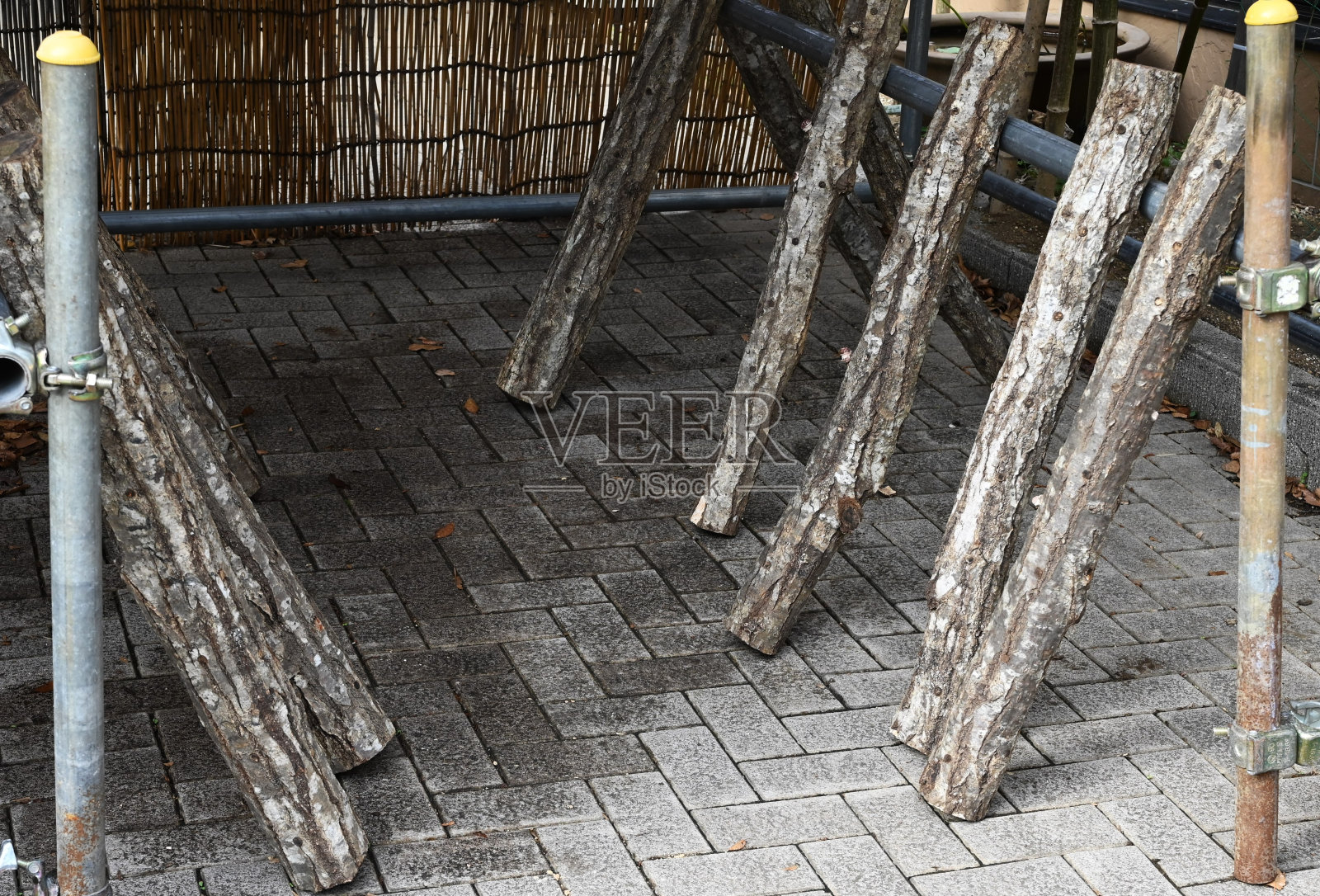 用原木栽培的香菇。照片摄影图片