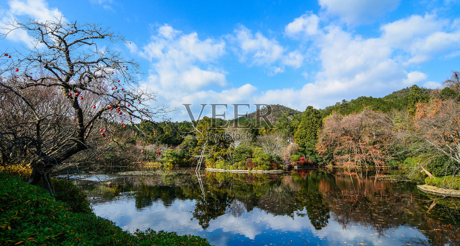 日本京都岚山公园花园里的树木。照片摄影图片