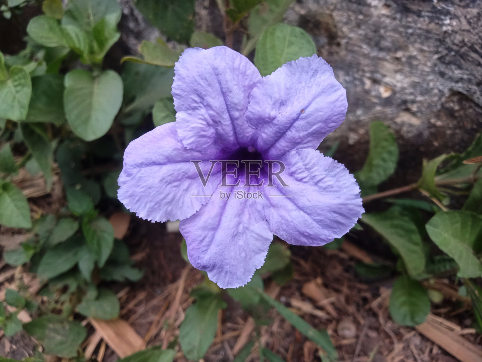 野紫肯塔基照片摄影图片