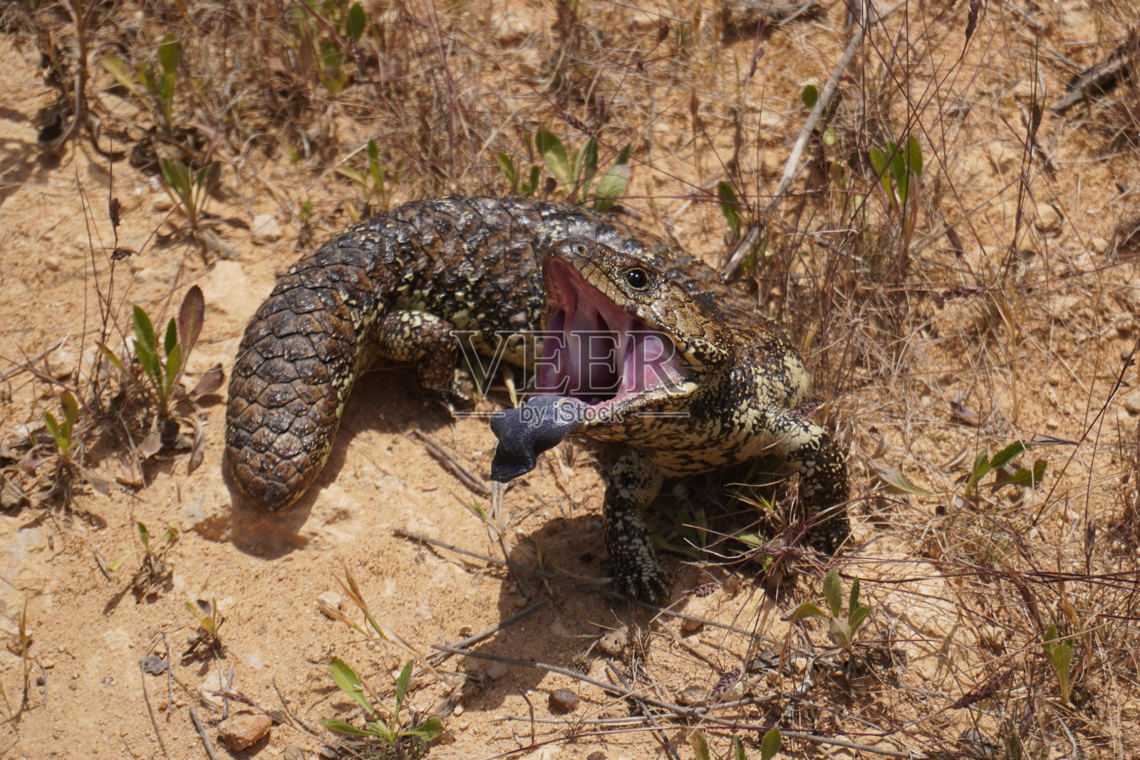 蓝舌蜥蜴在感知到威胁的情况下露出舌头照片摄影图片