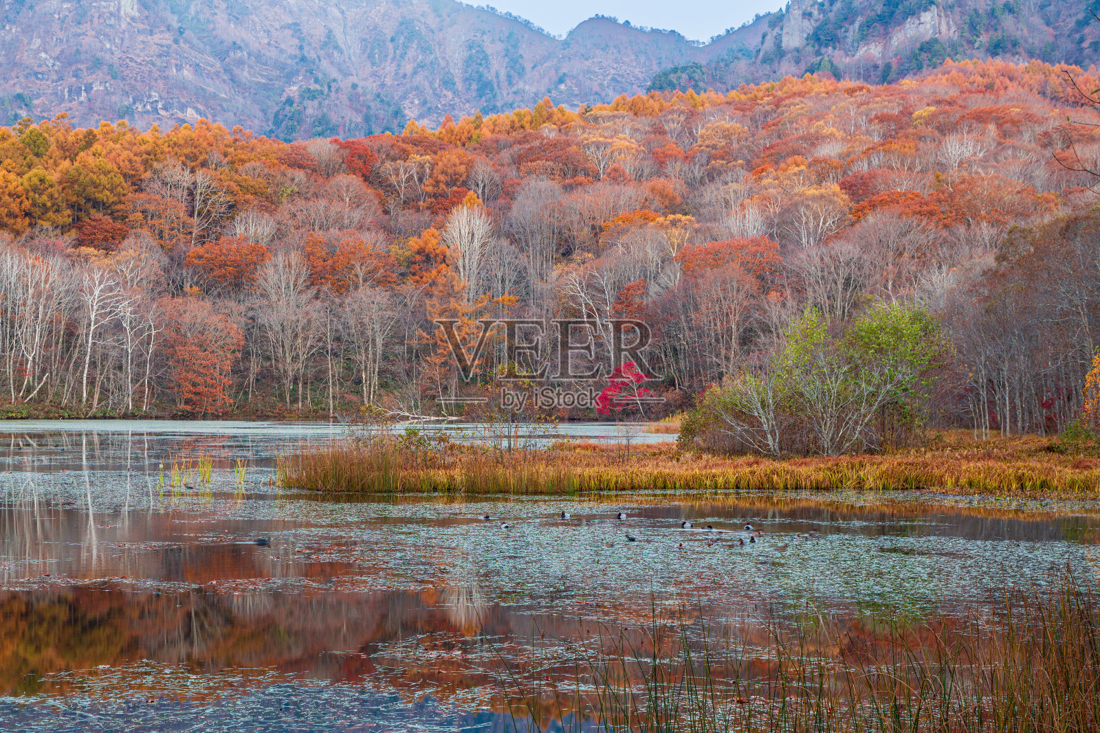 鸟居高地鸟居山的时间流逝，秋天的树叶沐浴在早晨的阳光中，反射在神池里照片摄影图片