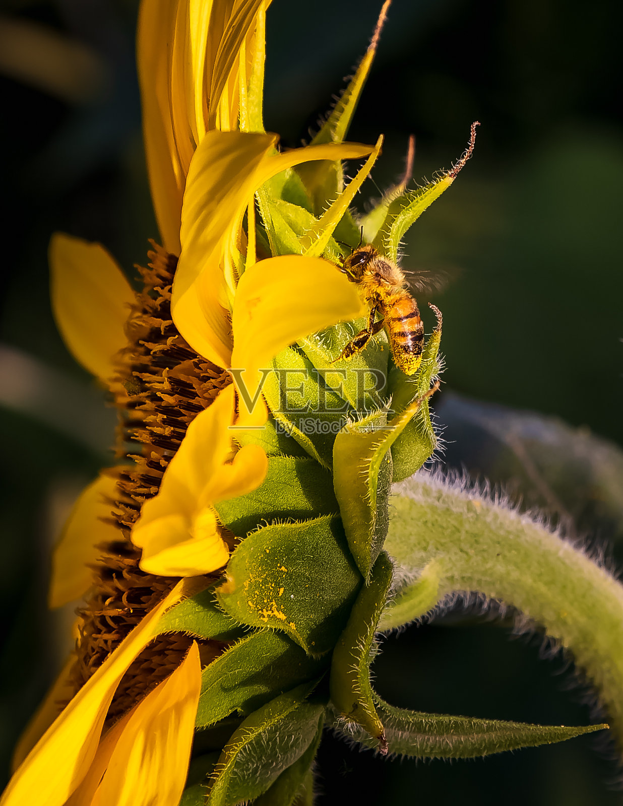 一顿美味的大餐照片摄影图片