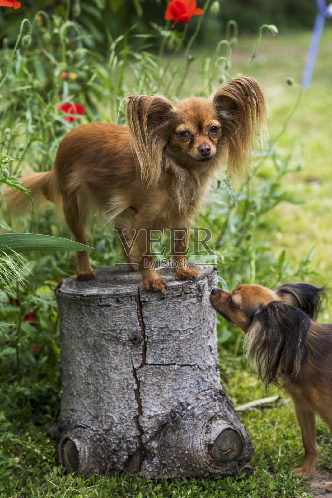 一只可爱的红色俄罗斯长毛玩具梗坐在树桩上的特写。一只红色的俄罗斯玩具狗喜欢户外活动。副本的空间。照片摄影图片
