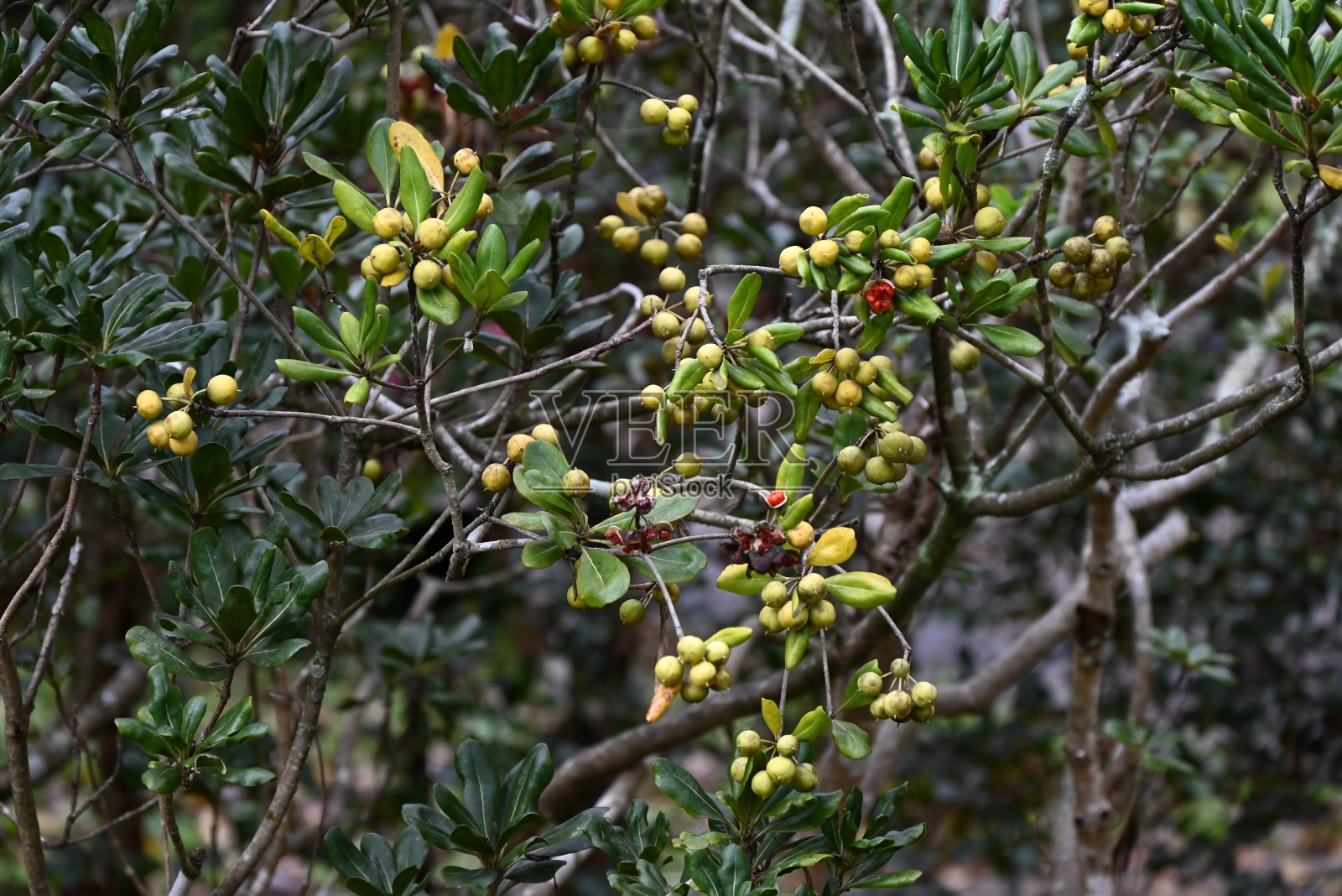 日本野蔷薇(Pittosporum tobira)的果实和种子。松孢科雌雄异株常绿灌木。照片摄影图片