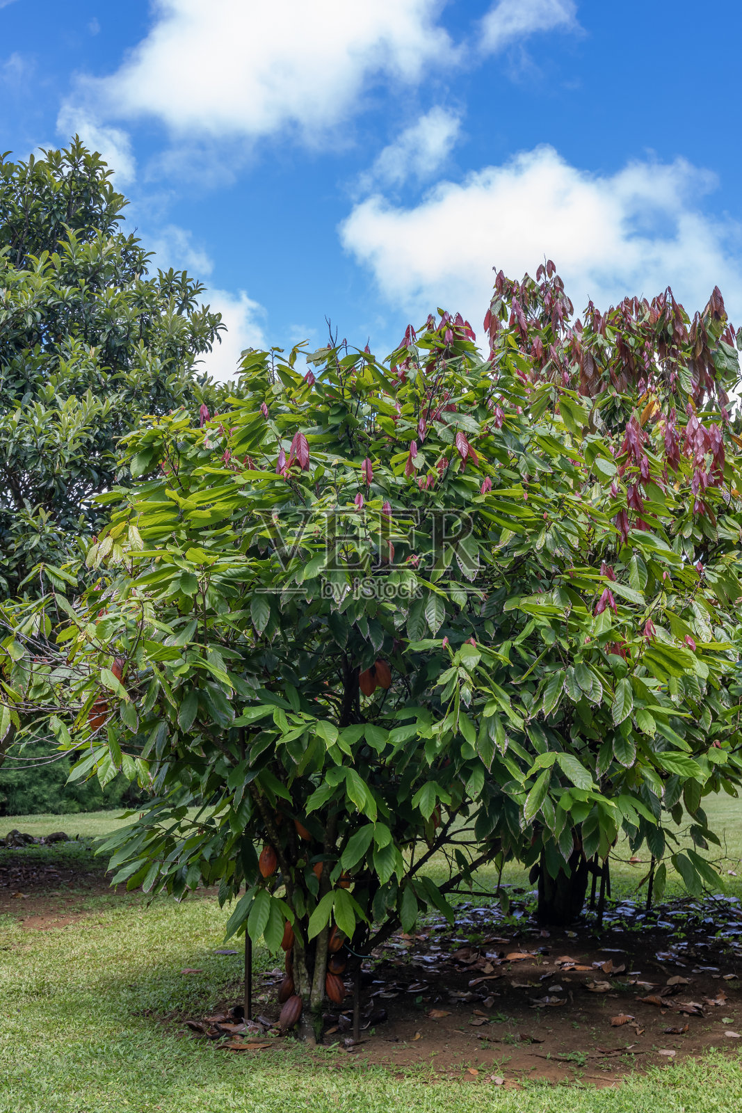 一种五颜六色的可可树，学名为可可树。照片摄影图片