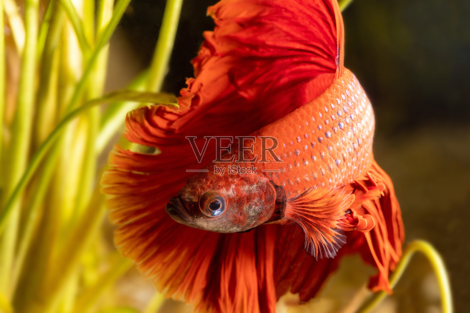 暹罗斗鱼照片摄影图片