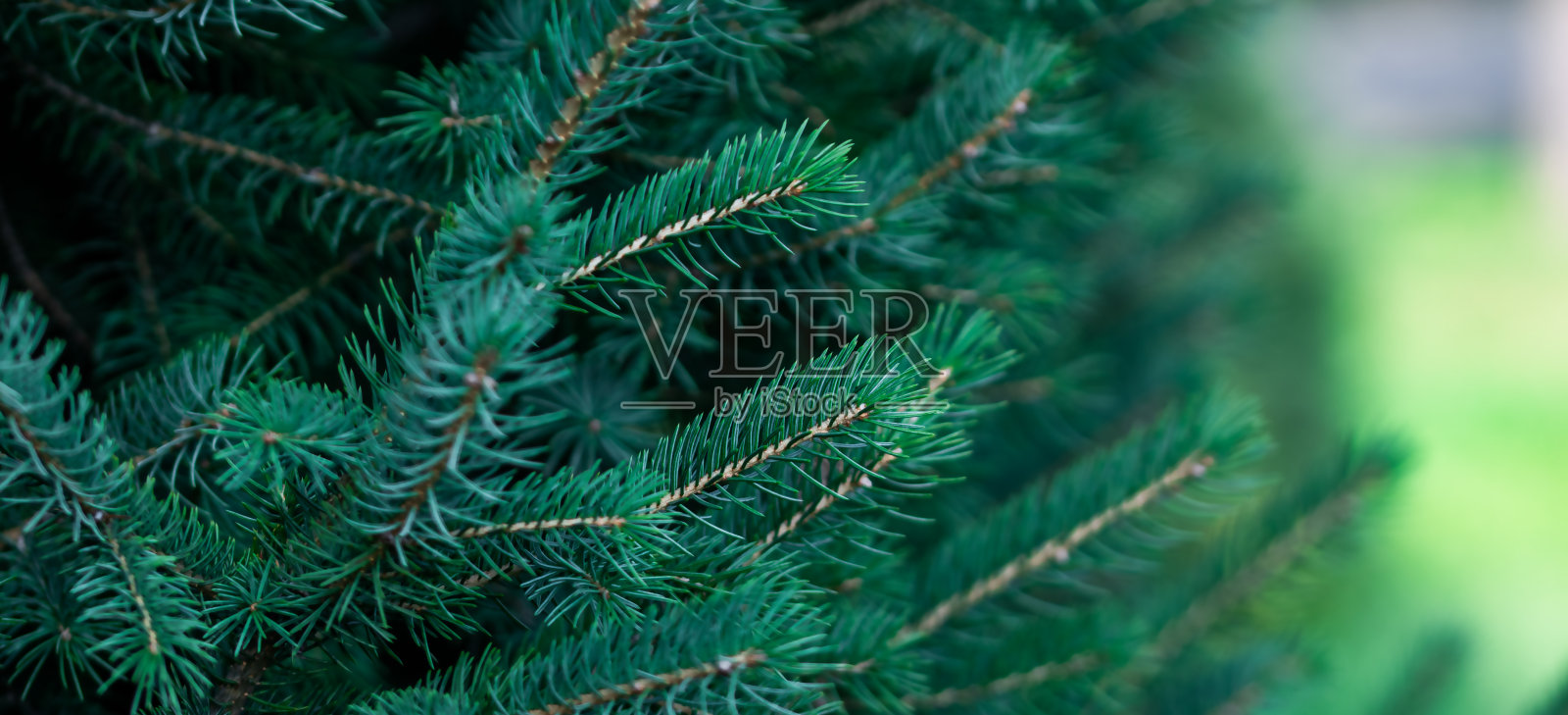 圣诞树农场自然背景。寒假支行。美丽的新鲜蓝绿色天然冷杉树。照片摄影图片