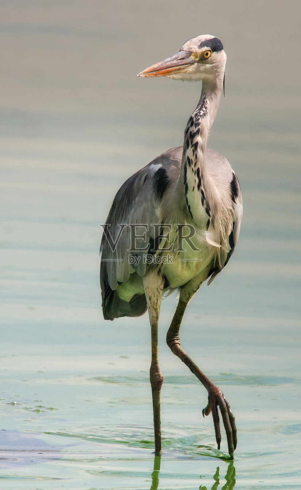南非克鲁格公园的苍鹭照片摄影图片
