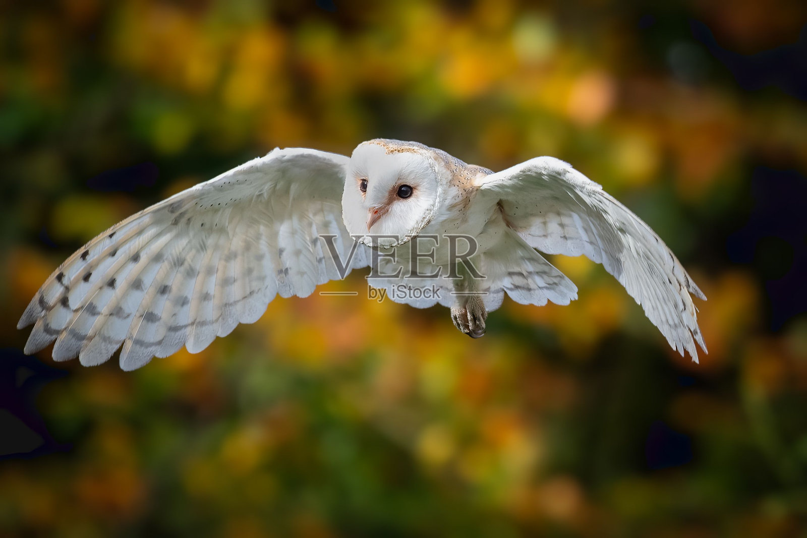 雄伟的猫头鹰在空中翱翔，在树叶的背景下勾勒出剪影。照片摄影图片