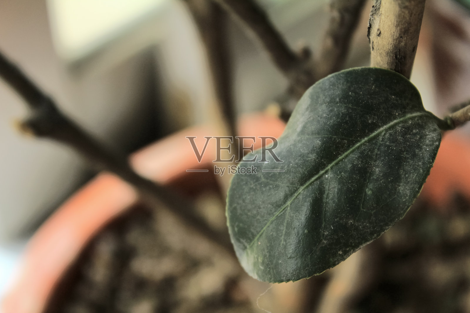 绿叶的特写。植物的概念。照片摄影图片