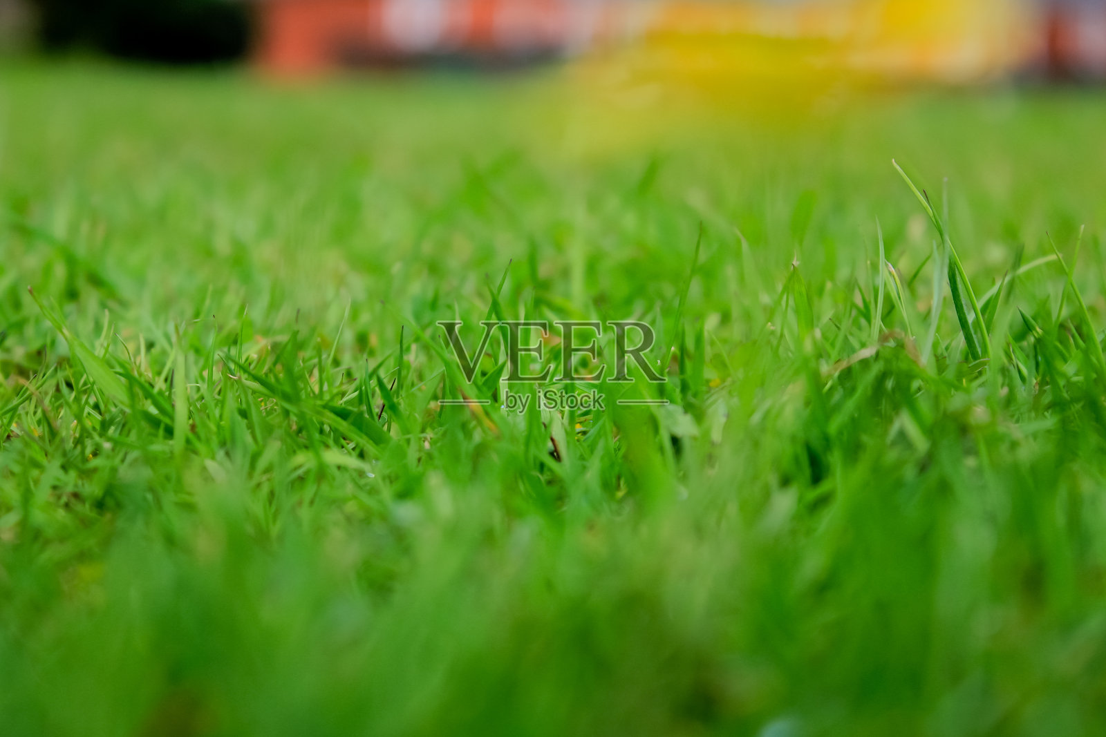 乡村绿草的特写。照片摄影图片