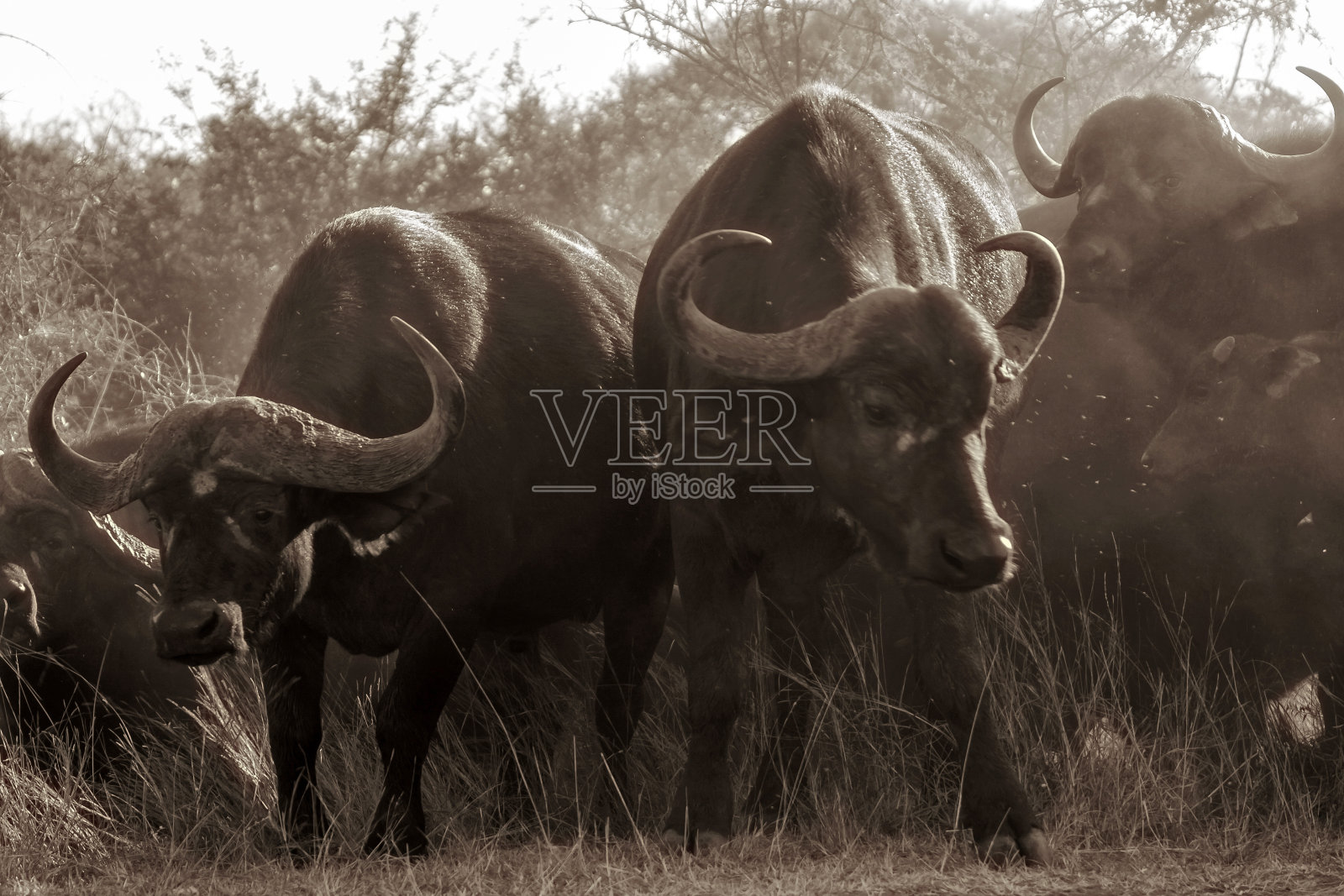 克鲁格国家公园的水牛照片摄影图片