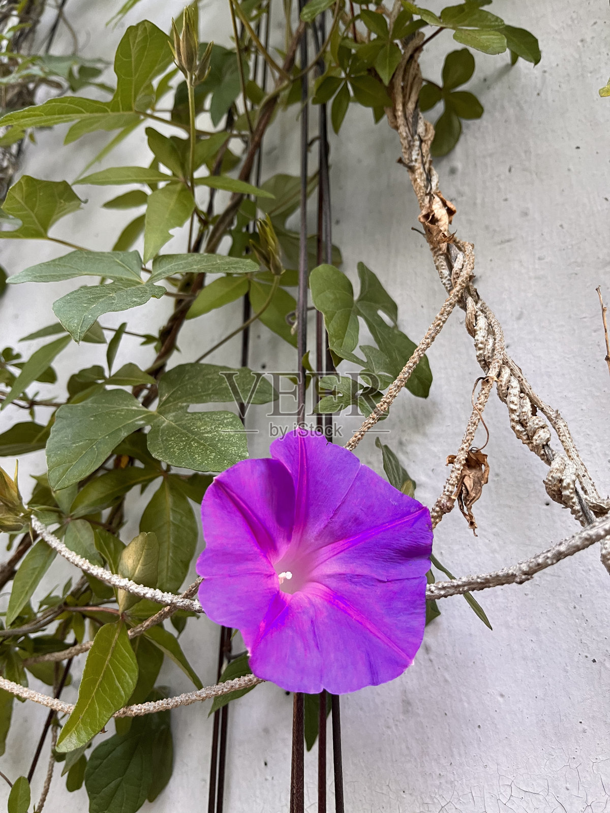 紫罗兰花的特写，牵牛花照片摄影图片