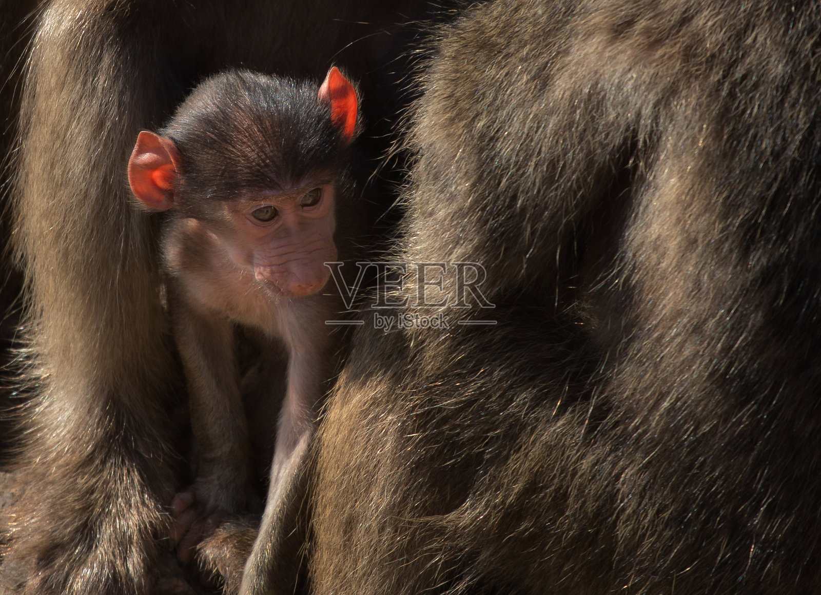 克鲁格国家公园的狒狒照片摄影图片
