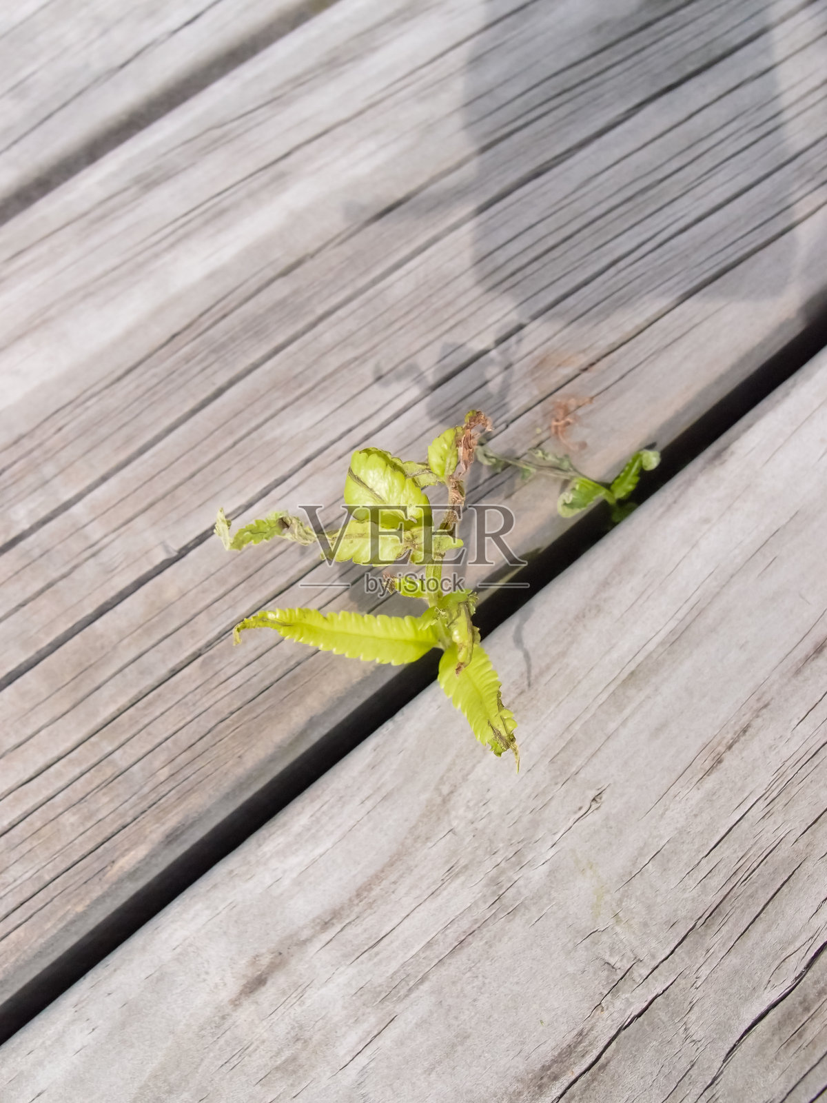 木桥缝隙里的绿色小植物特写照片摄影图片