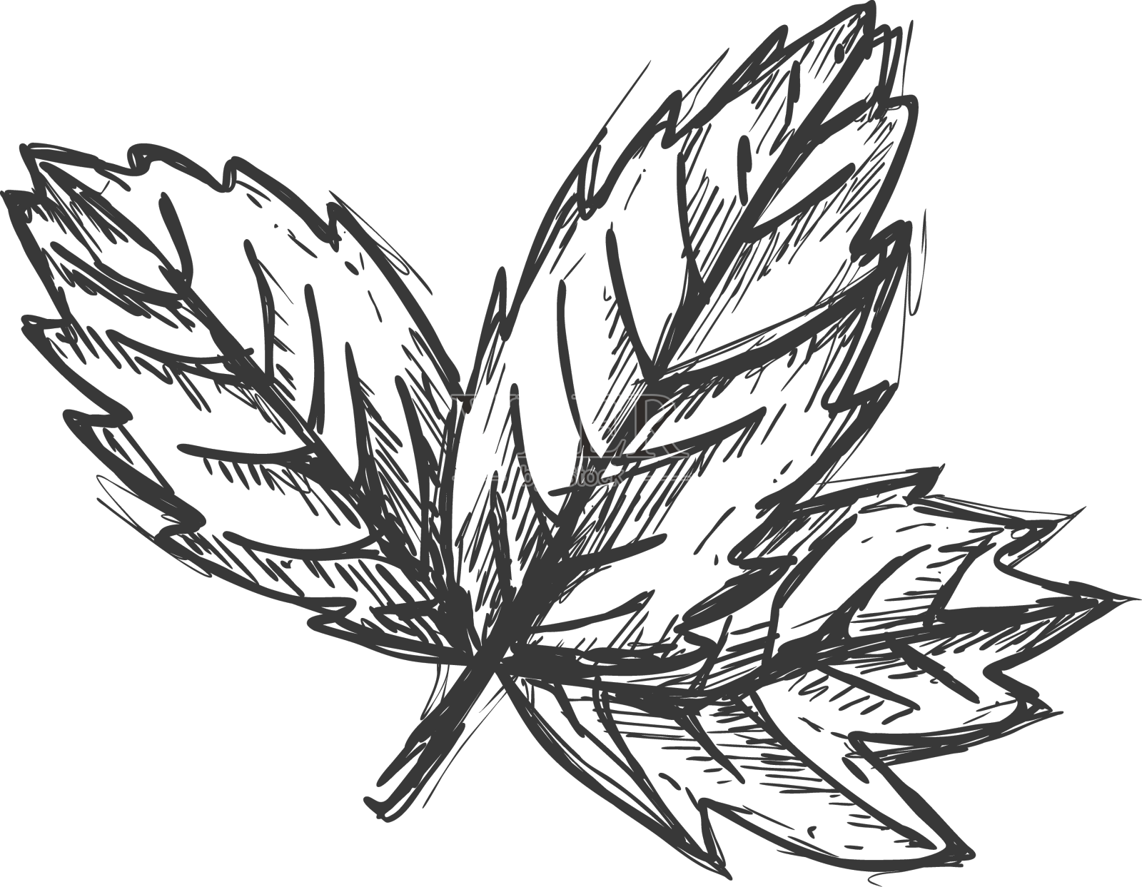 手绘枫叶设计元素图片