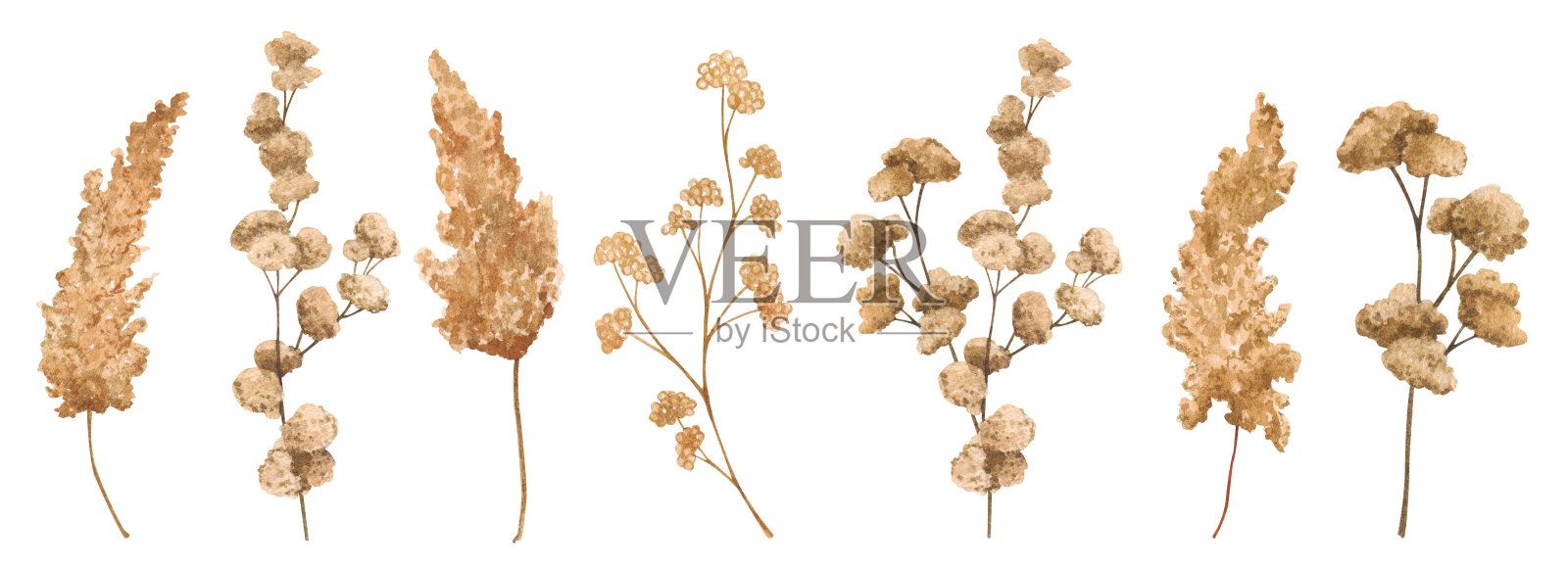 采购产品一套干花，死花，干草药。水彩植物插图。独立元素用于包装设计、标志、卡片、婚礼印刷、请柬、广告等。插画图片素材
