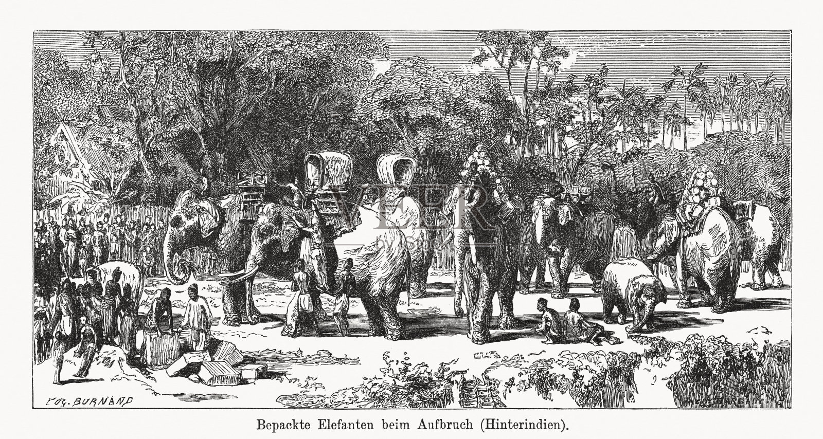 Packed elephants about to leave (Indochina), wood engraving, published 1894插画图片素材