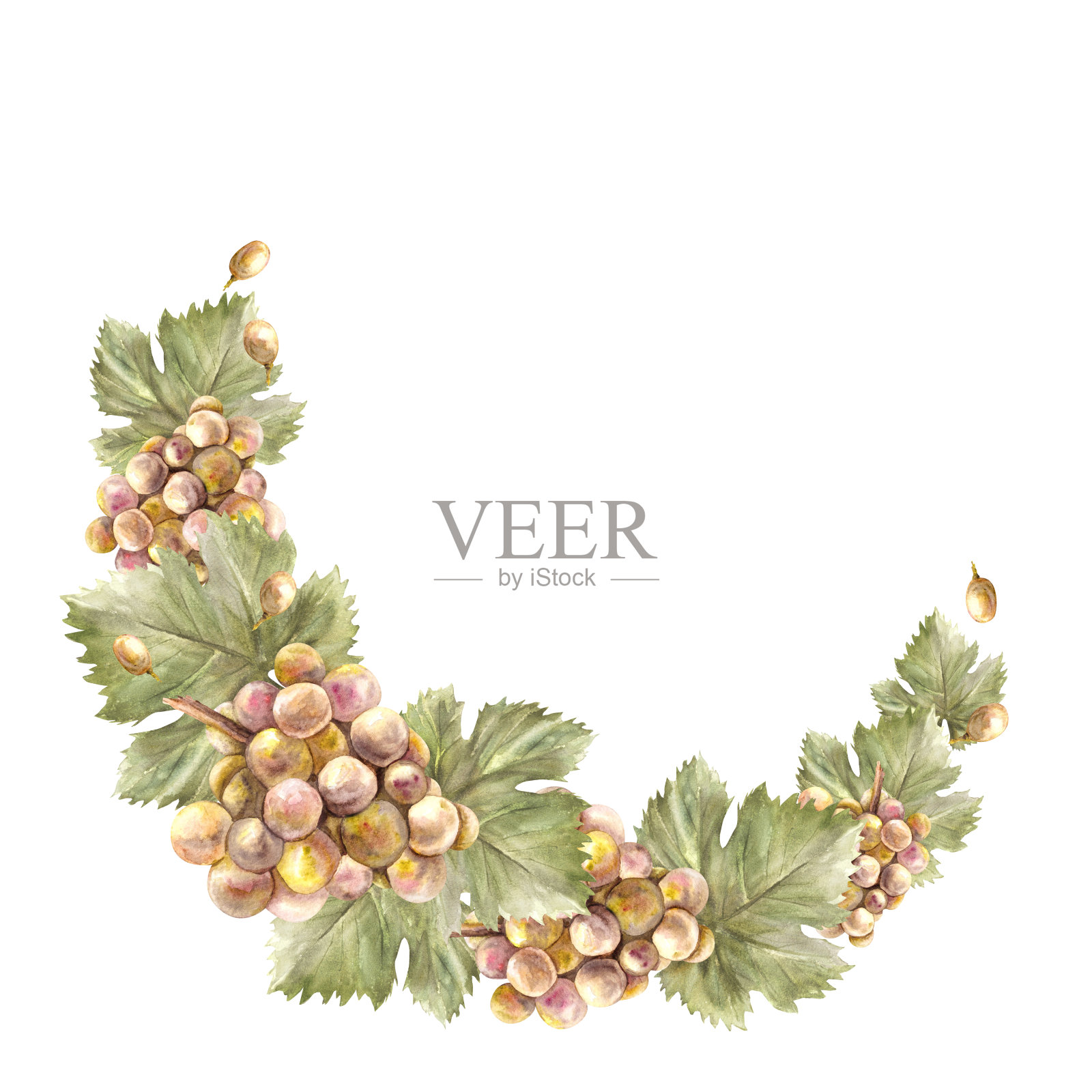 水彩半圆形框架串葡萄，树叶，浆果。葡萄藤标签绘插图插画图片素材