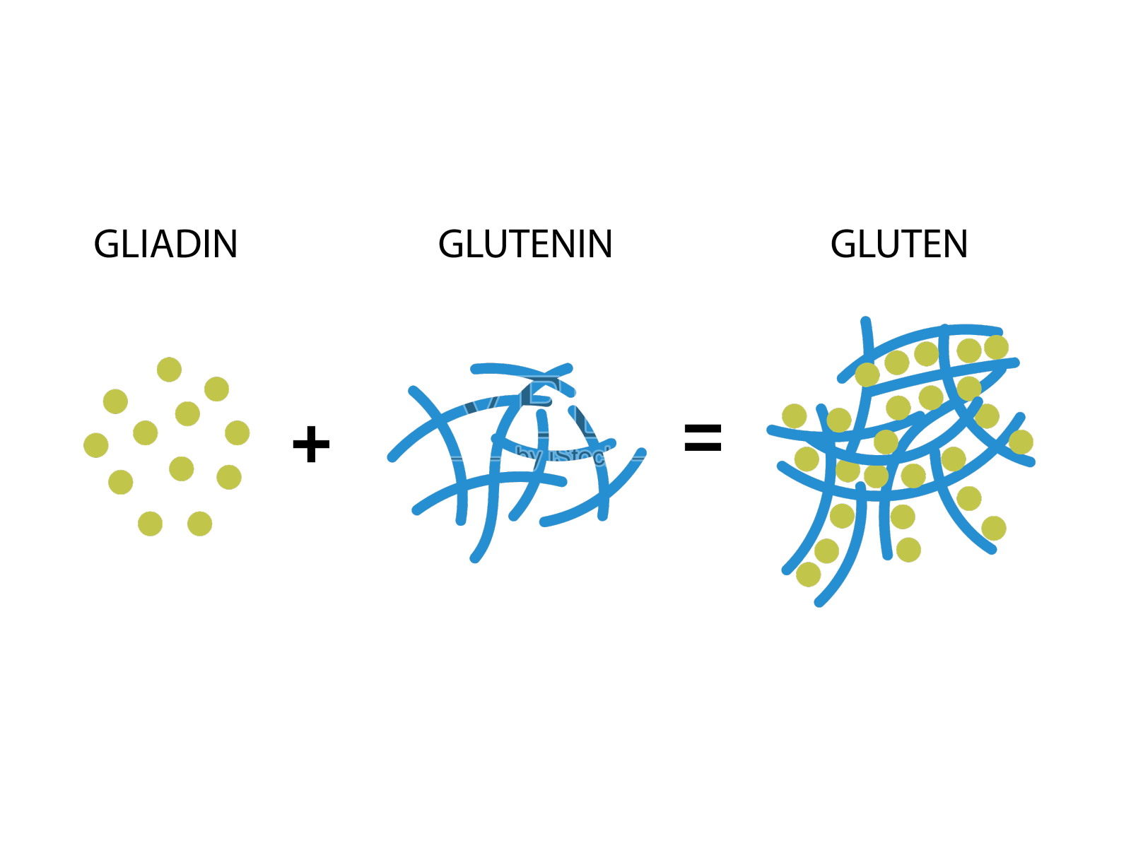 面筋形成二硫键形成设计元素图片