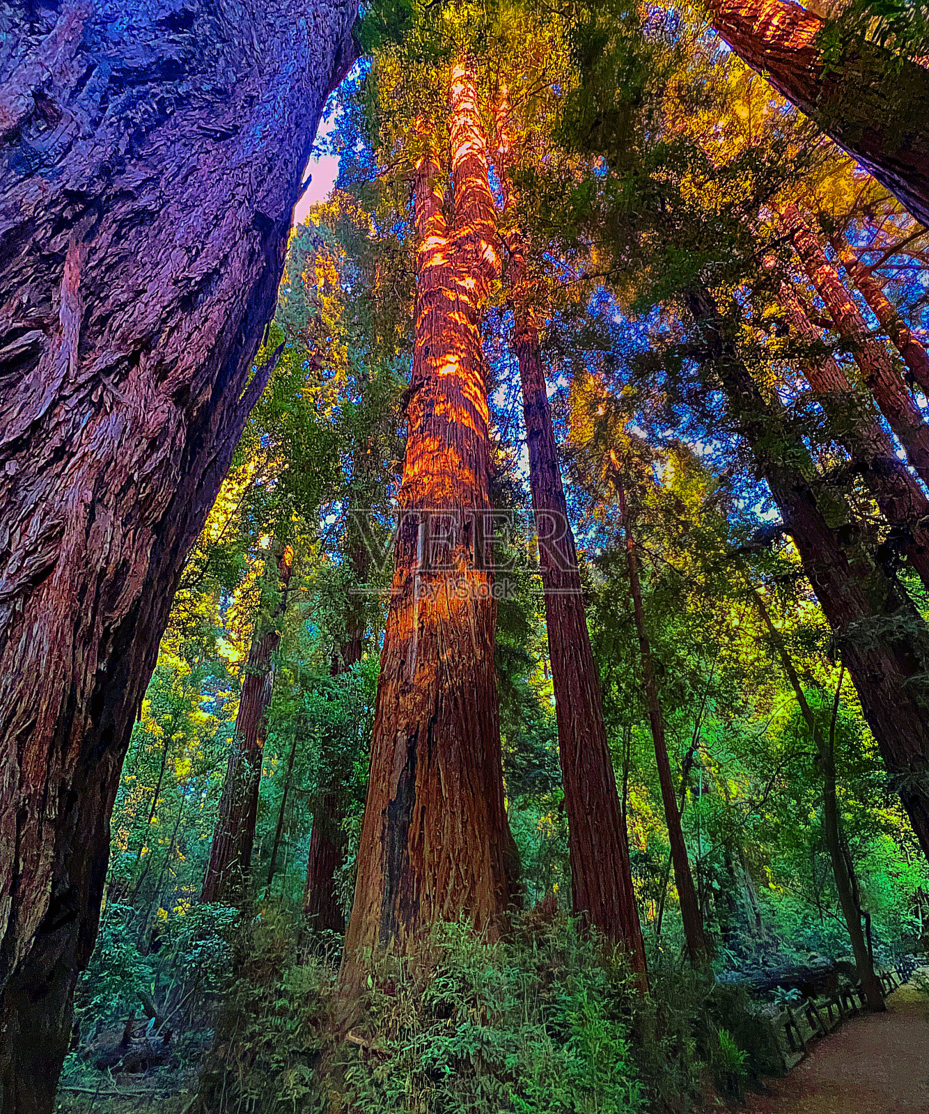 红杉照片摄影图片