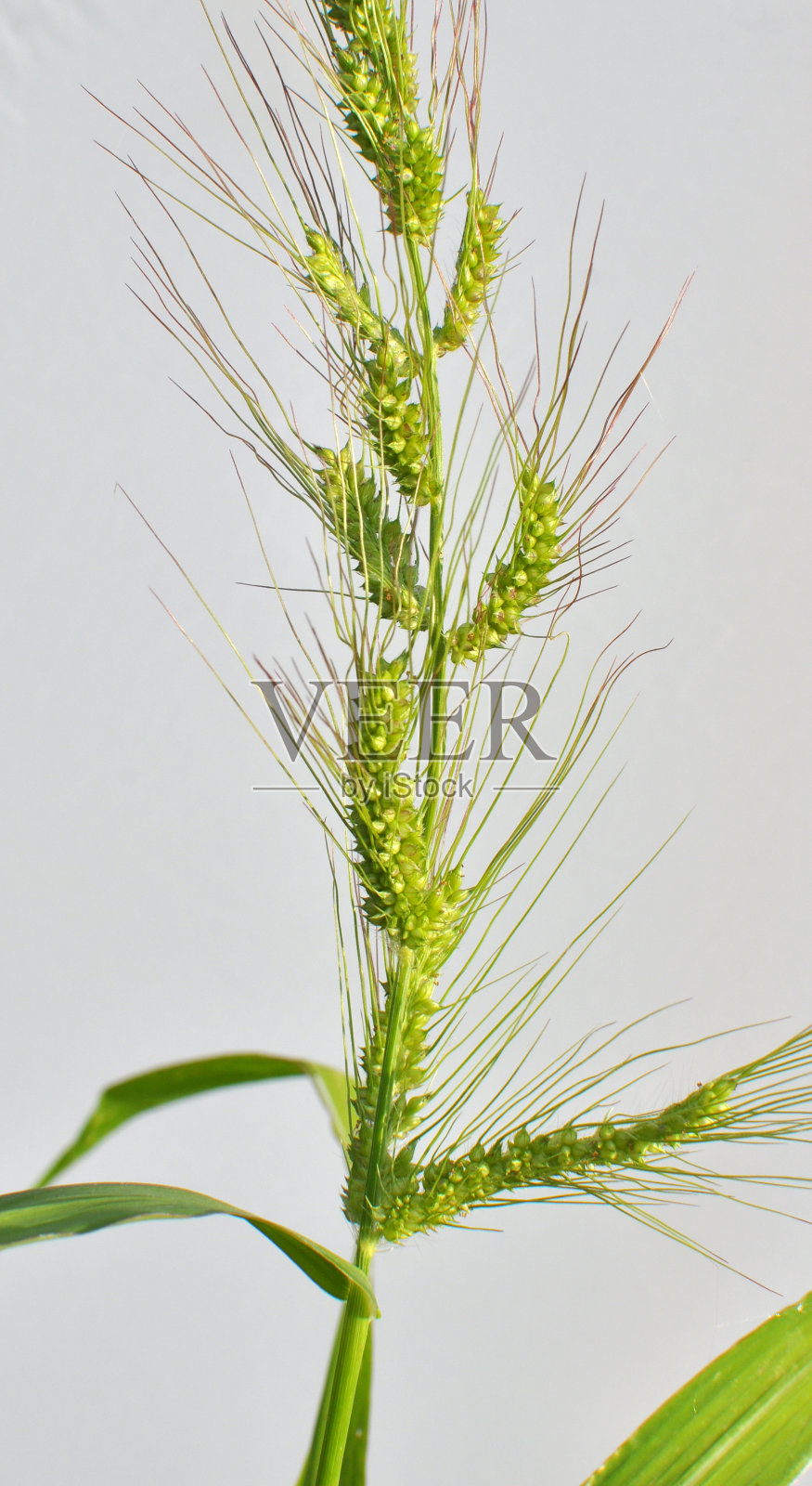 在田地里，像野草一样生长着紫蛭照片摄影图片