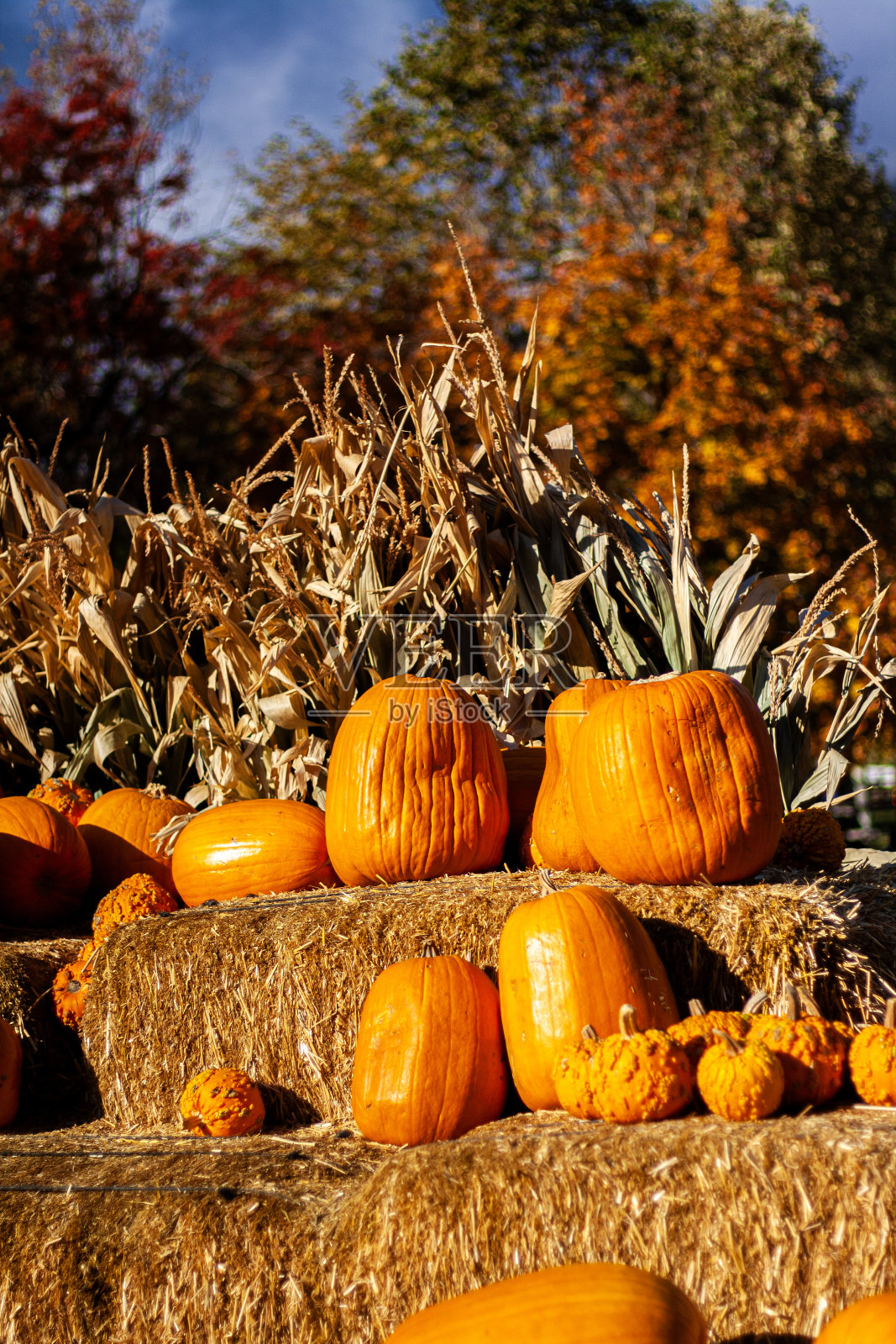 南瓜，玉米杆和干草捆照片摄影图片