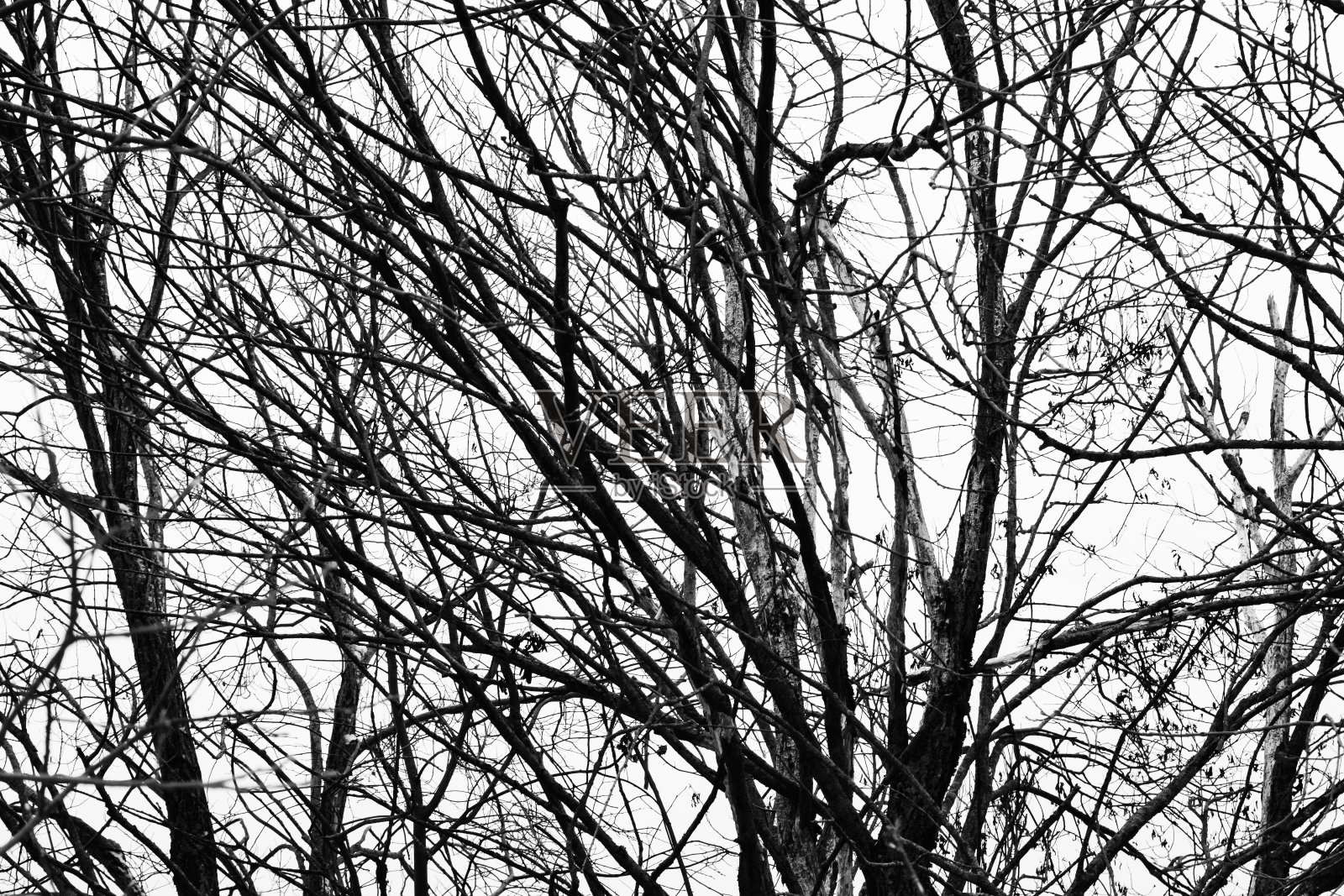 许多交织在一起的树枝结构，背景是浅灰色的天空。自然抽象背景照片摄影图片