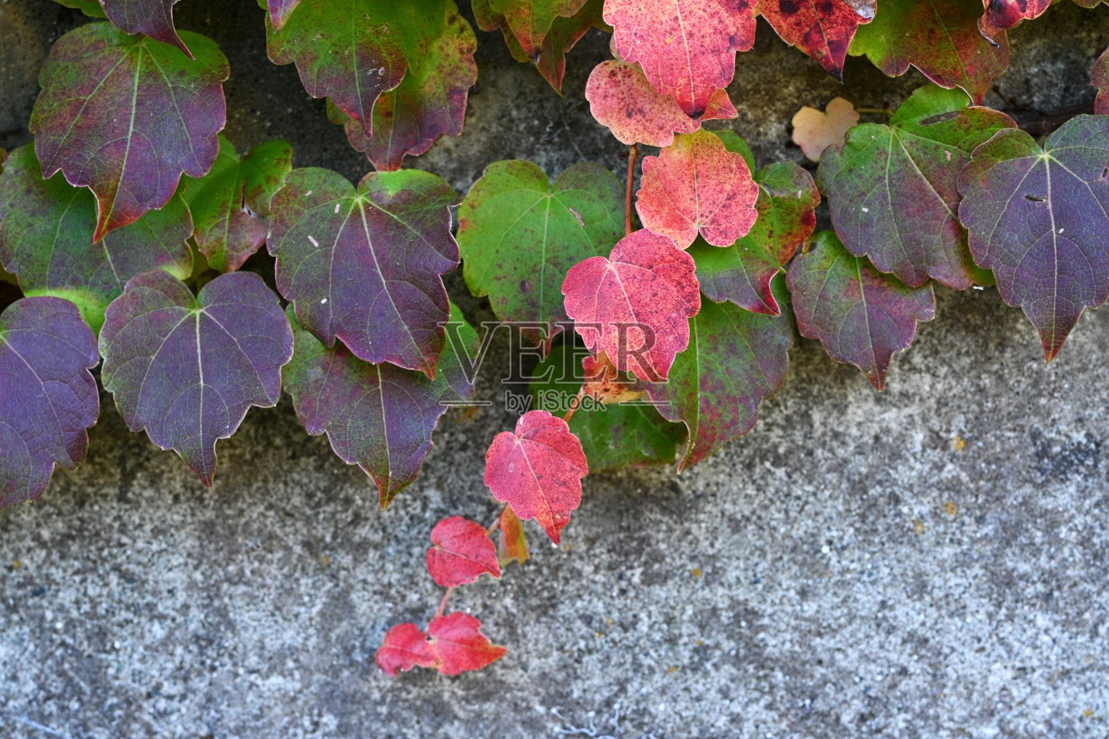 秋天的常春藤叶子。大自然创造的美丽世界。照片摄影图片