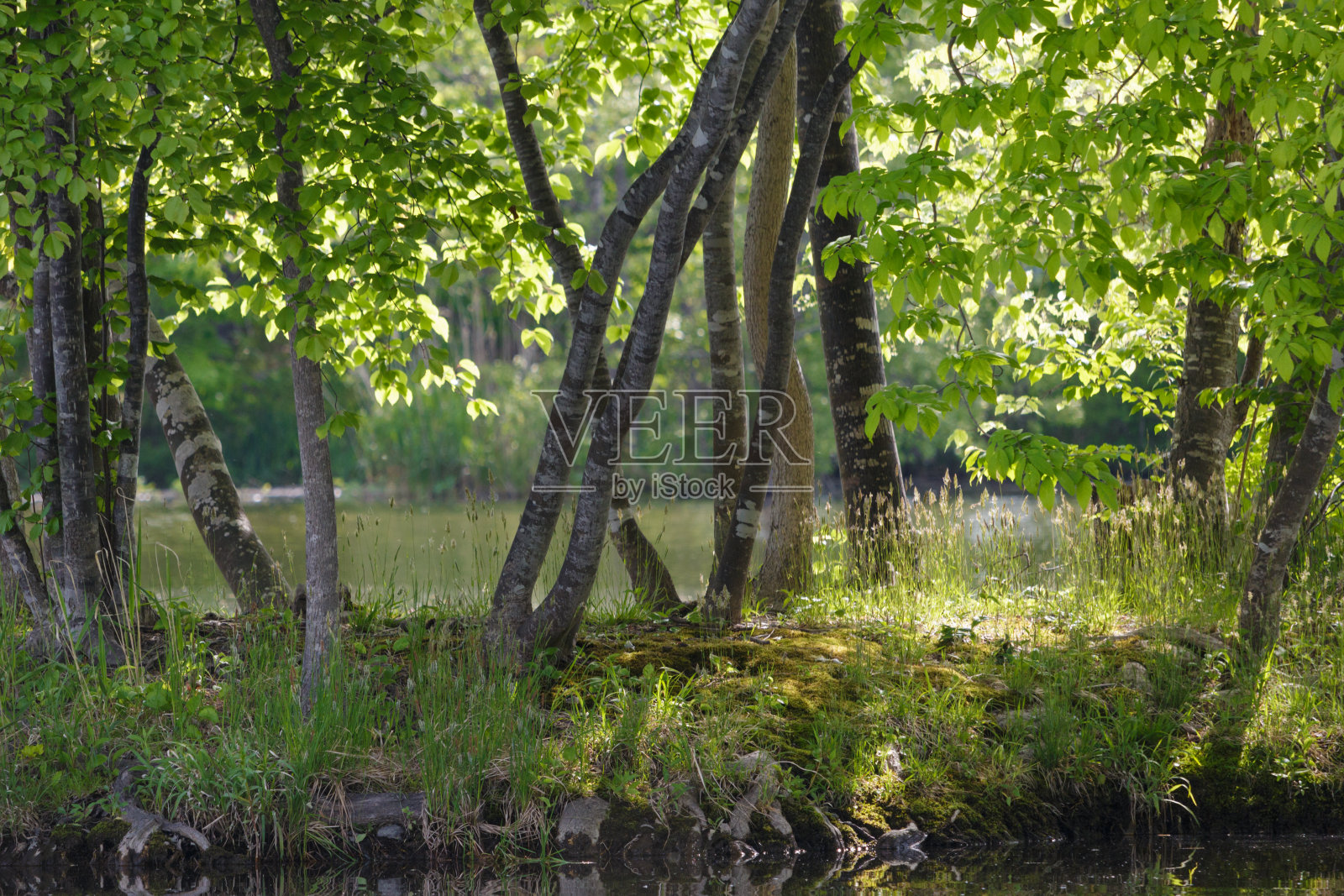 阳光从岛上的树干间穿过照片摄影图片