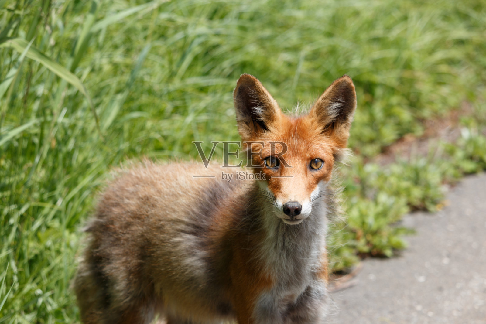 小瘦狐狸站在路上照片摄影图片