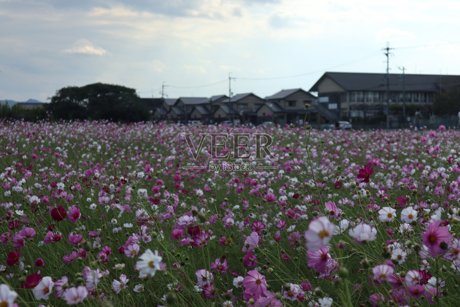 蔚蓝的天空下，五颜六色的草地上盛开着娇嫩的宇宙花。照片摄影图片
