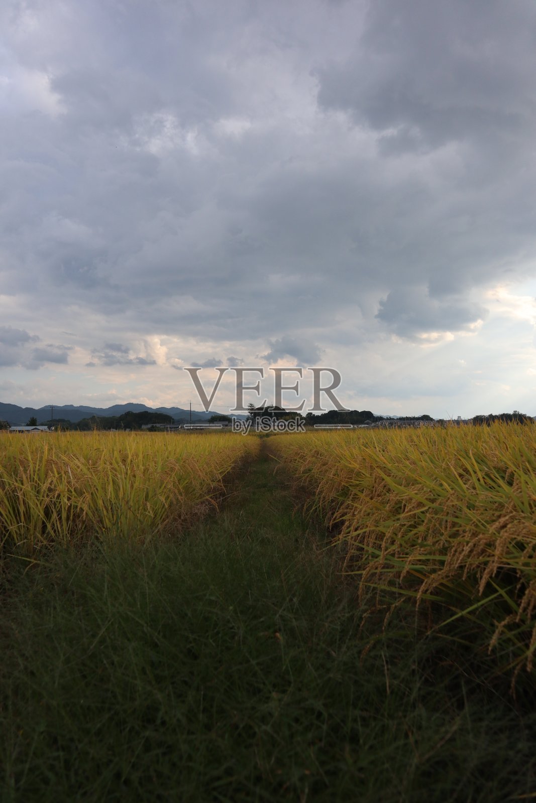 美丽的乡村景色，绿油油的庄稼，连绵起伏的丘陵，湛蓝的天空。照片摄影图片