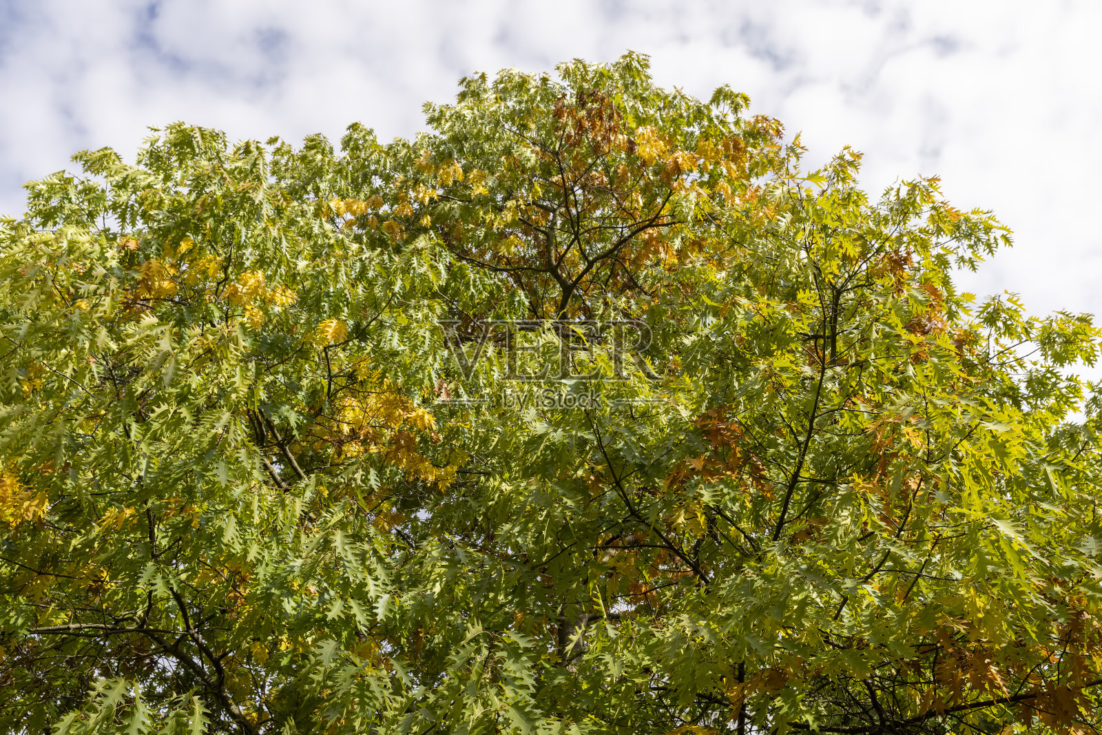 橡树在秋天落叶之前的季节照片摄影图片