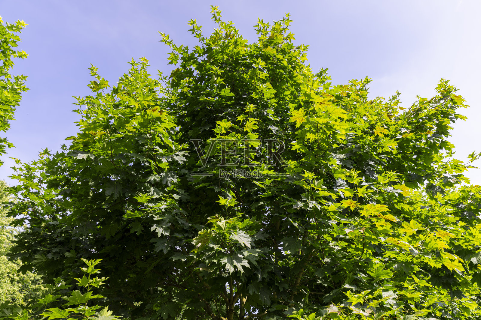美丽的枫叶枝叶绿照片摄影图片