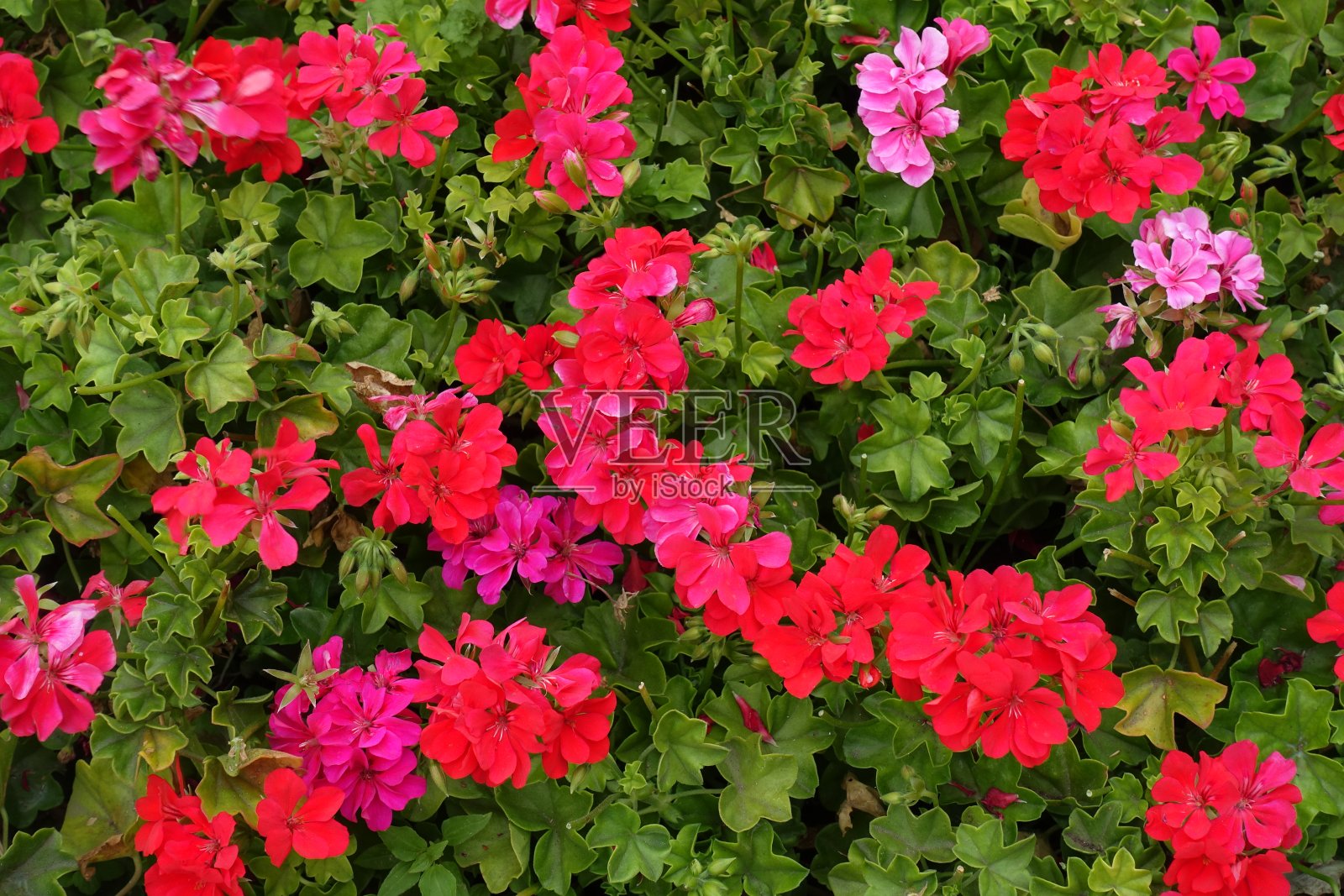 背景:7月中旬常青藤叶天竺葵的红色和粉红色花朵照片摄影图片