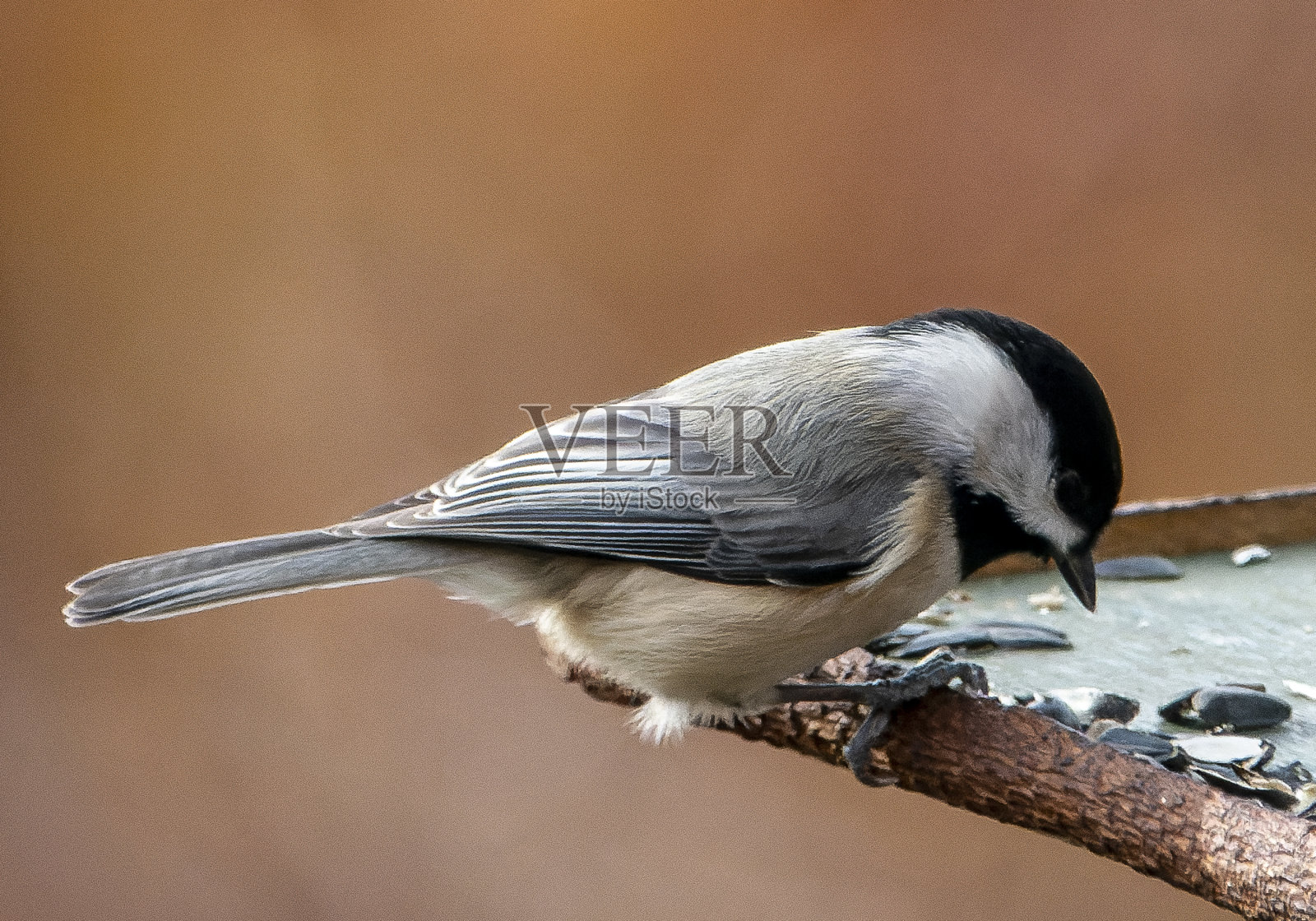 卡罗莱纳山雀在鸟浴照片摄影图片