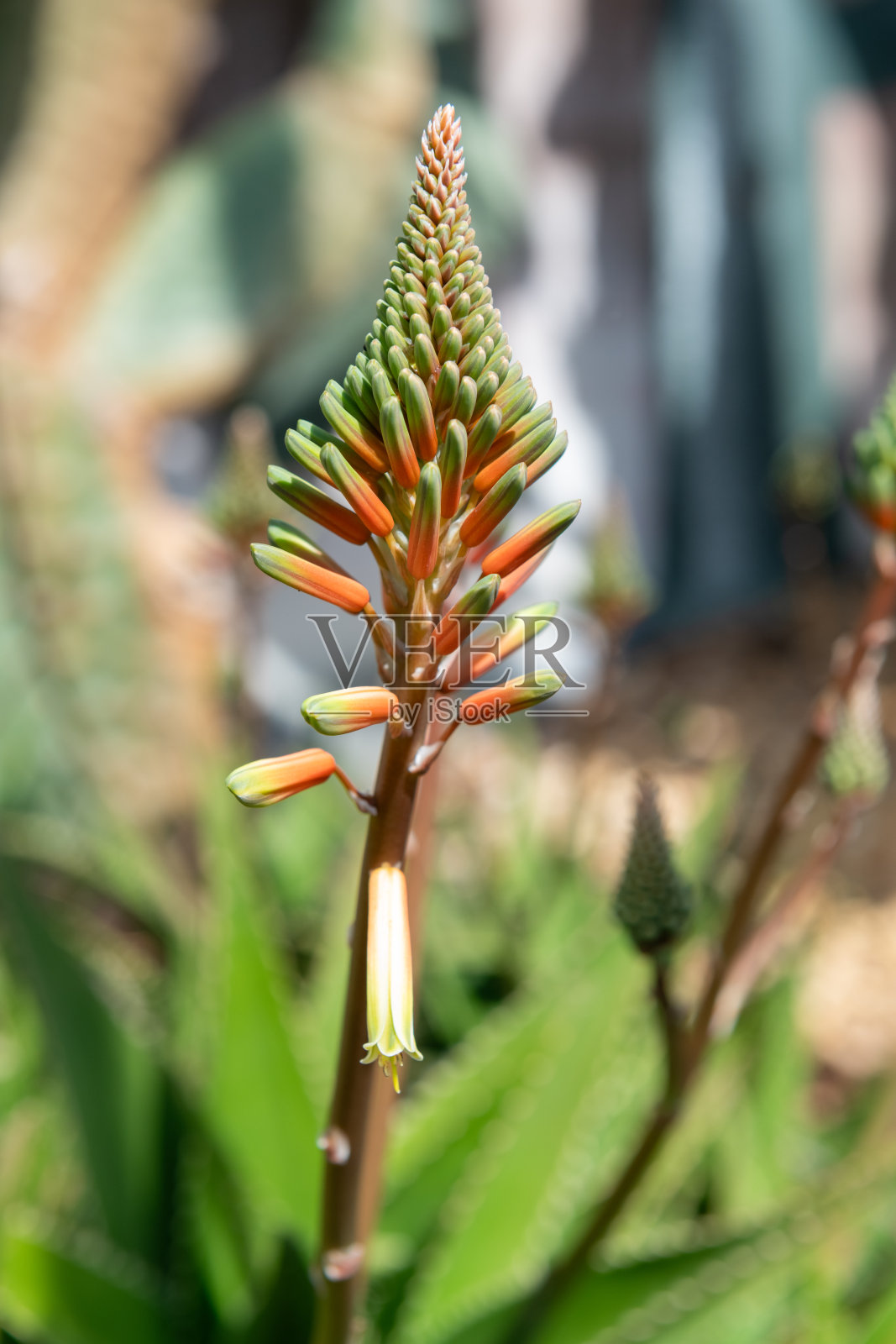 芦荟花照片摄影图片
