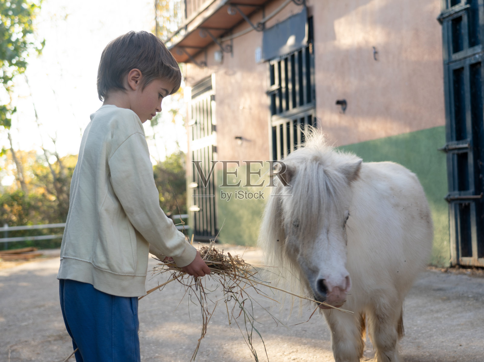 男孩给小马喂稻草照片摄影图片